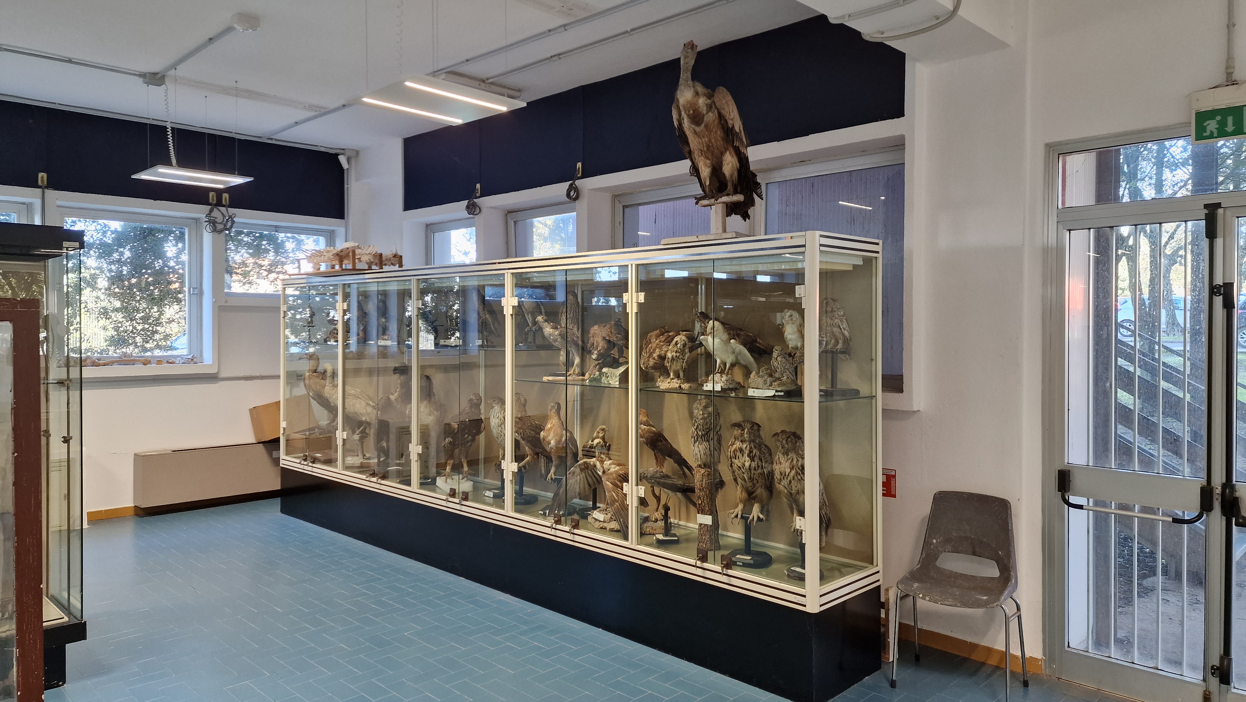Lunga vetrina con rapaci e strigiformi tassidermizzati; avvoltoio posato sulla teca