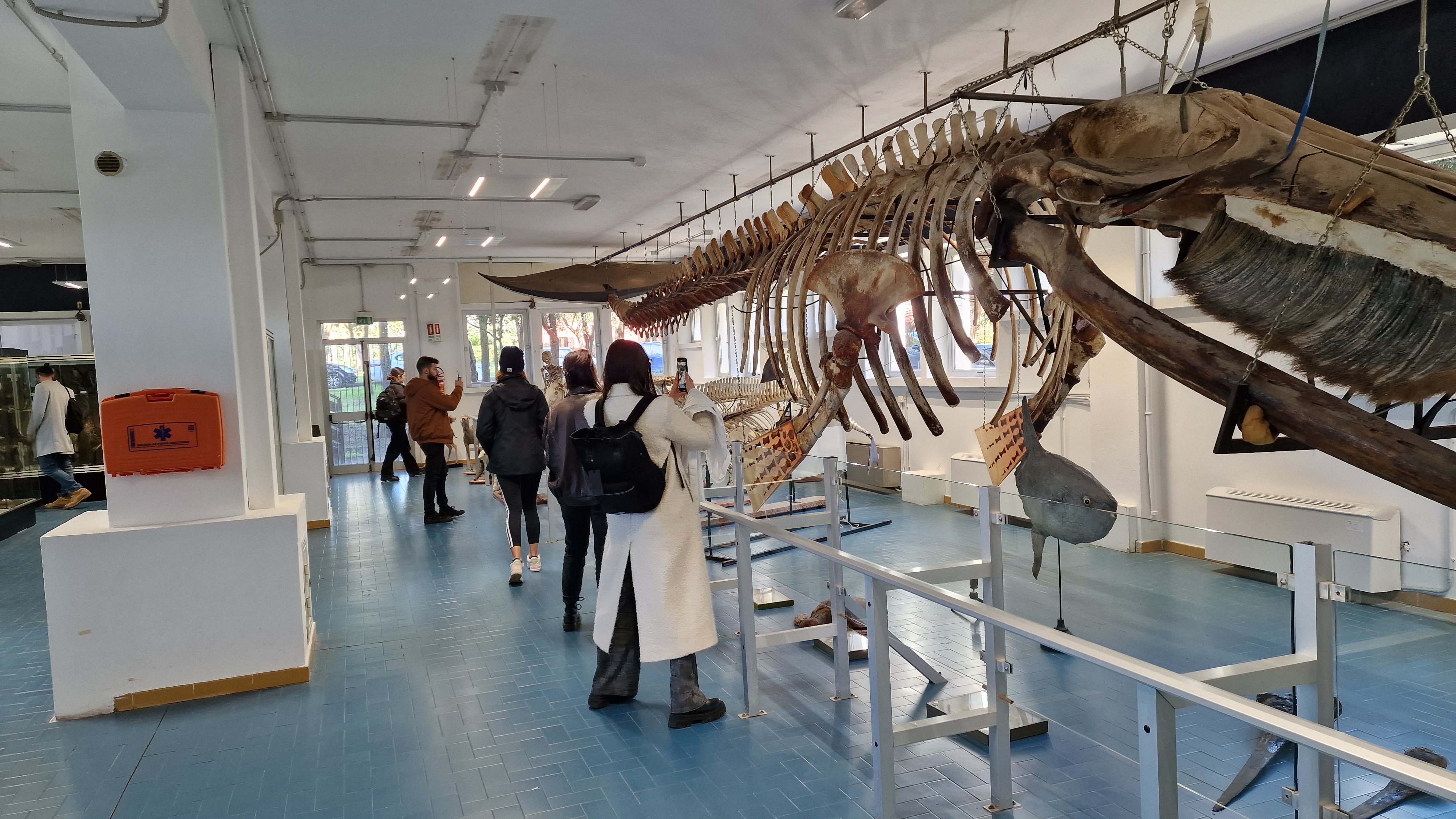 Visitatori nella sala del Museo della Balena davanti allo scheletro sospeso di balenottera con fanoni; altre esposizioni faunistiche sullo sfondo