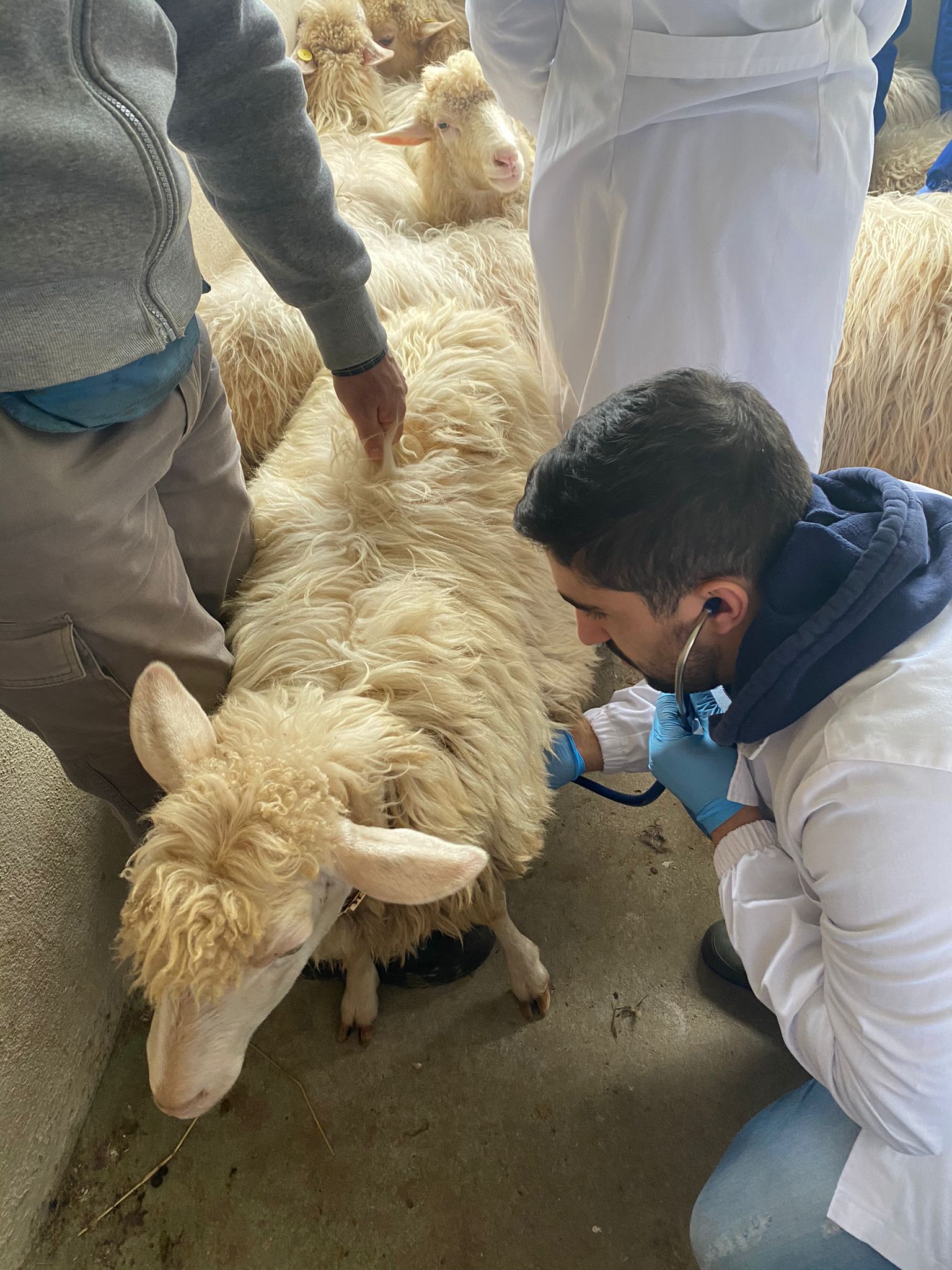 Studenti di Medicina veterinaria dell'Università di Sassari impegnati nei Clinical rounds