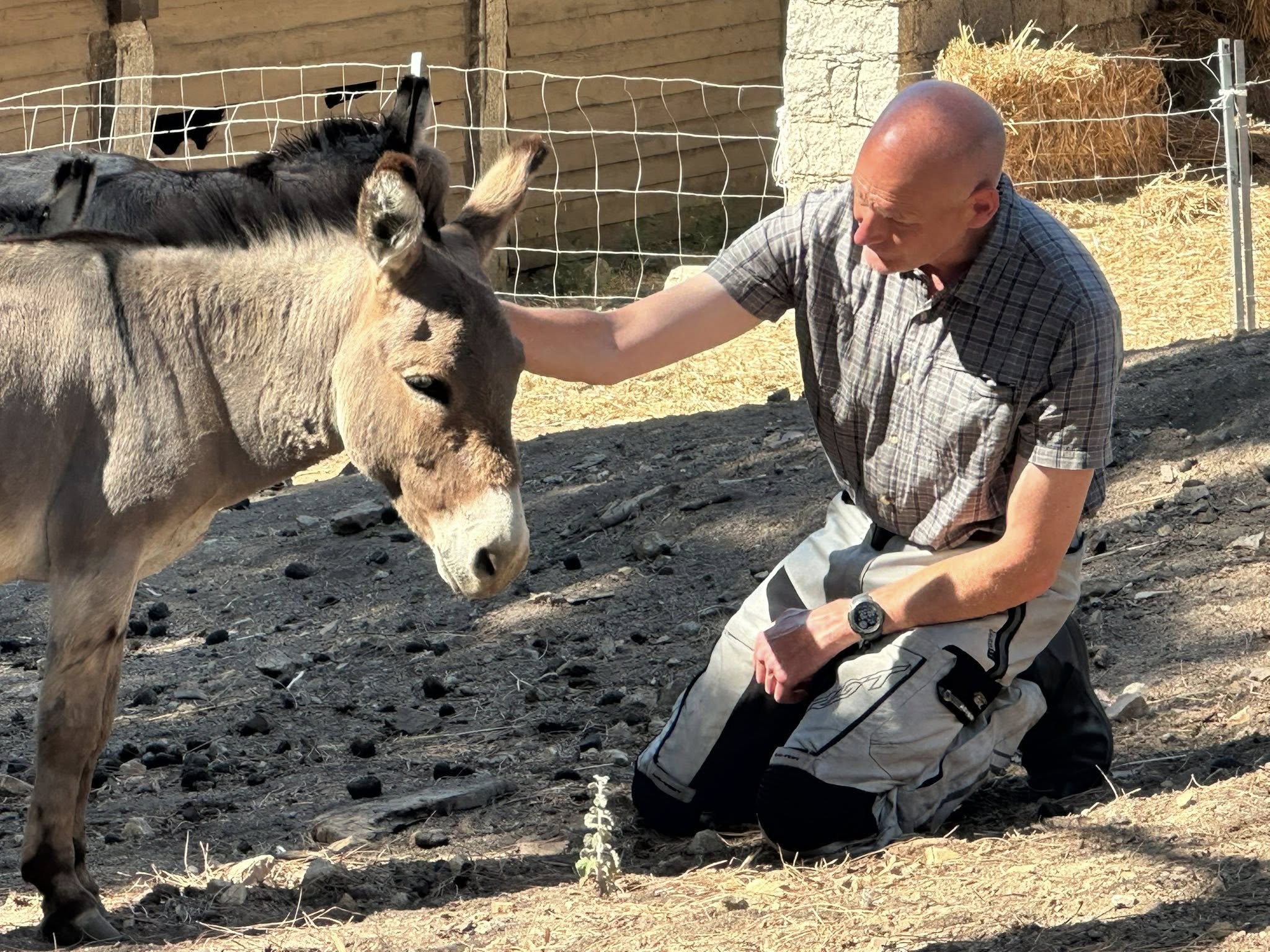 Asinelli del parco di Mui Muscas a Ortueri