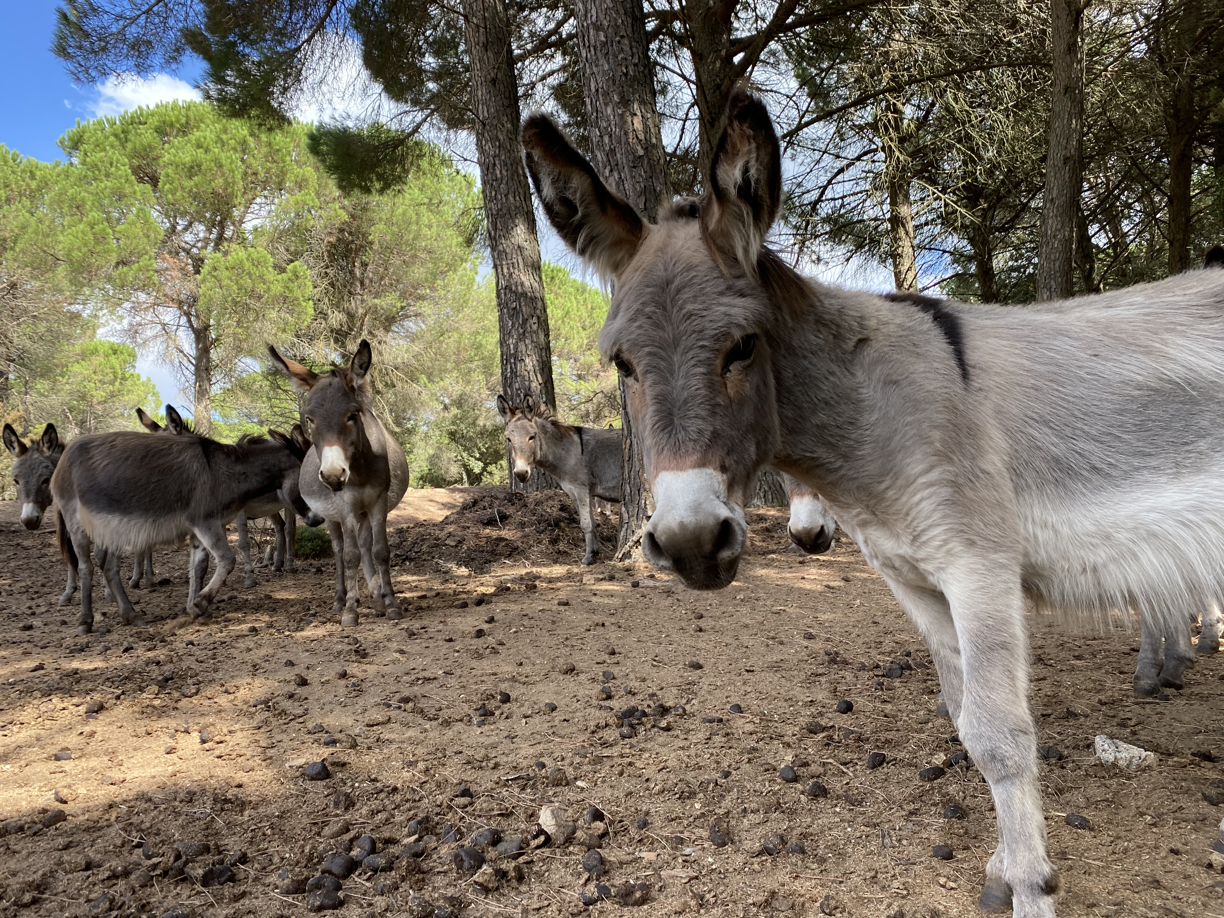 Asino del Parco dell'Asino Sardo “Mui Muscas” - Ortueri