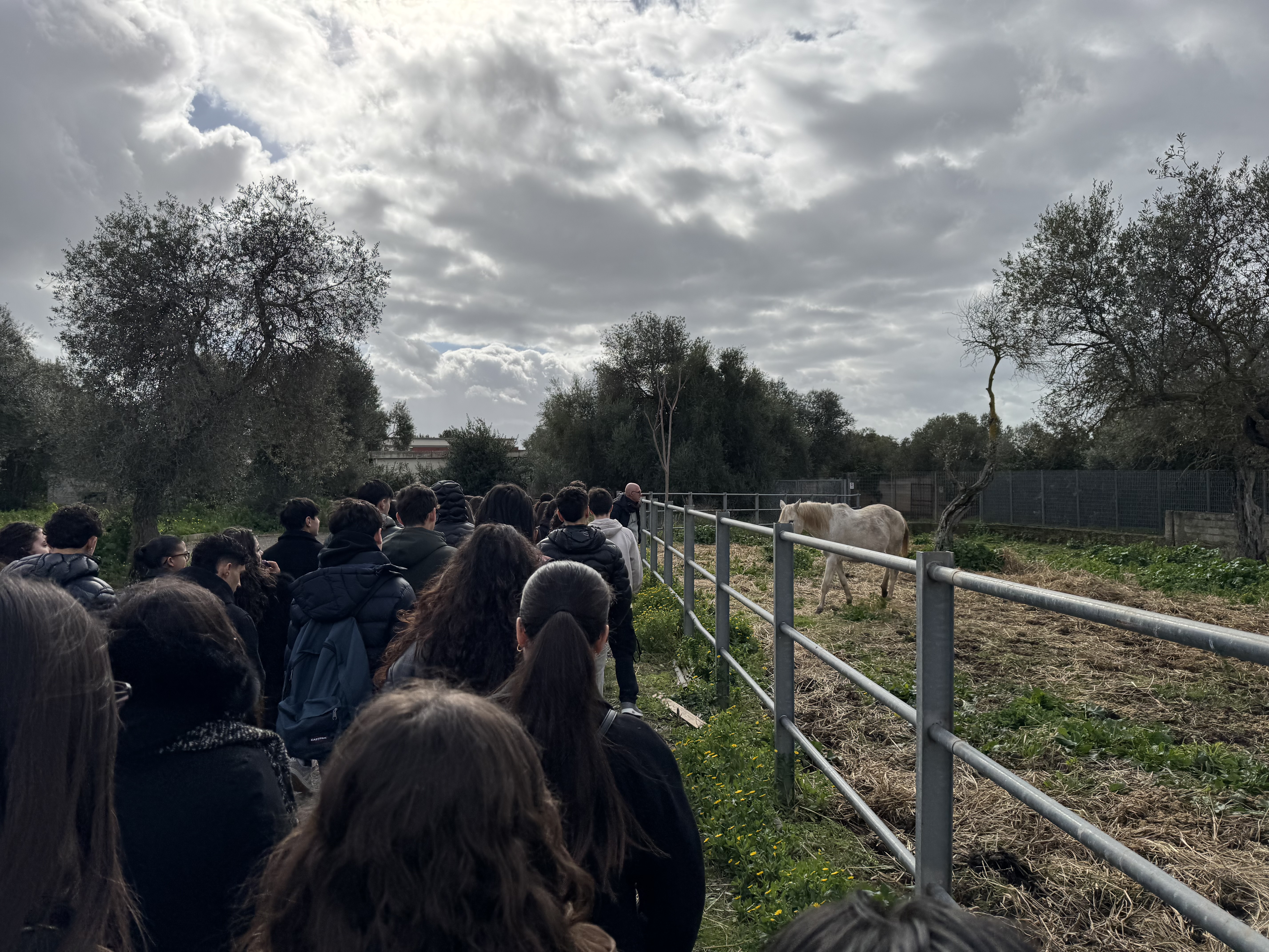 Visita didattica all’aperto: gruppo di studenti lungo il recinto osserva un cavallo, tra natura e pratica veterinaria