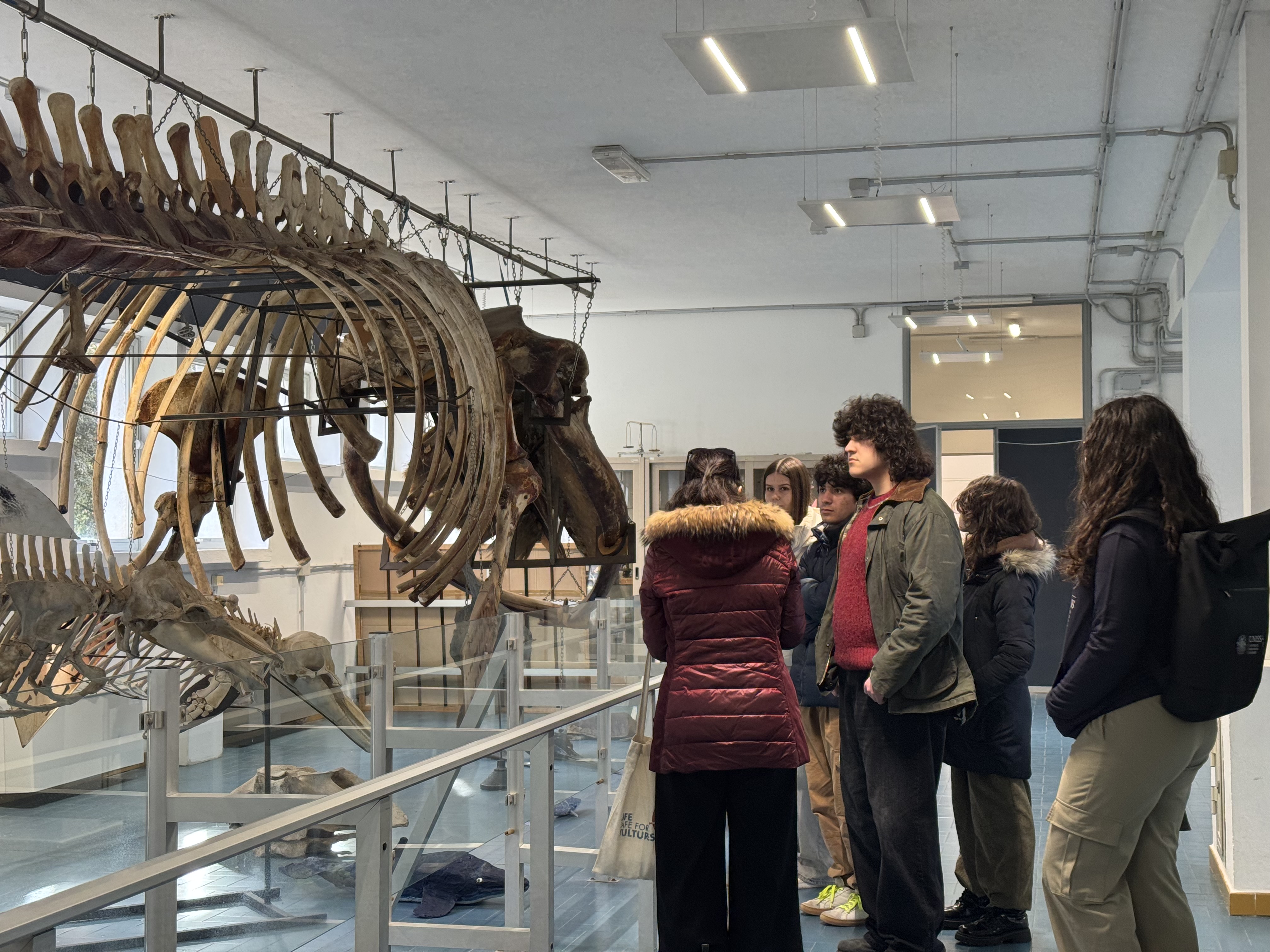 Gruppo di studenti osserva lo scheletro di una balena esposto in un'aula del Dipartimento di Medicina Veterinaria dell'università di Sassari