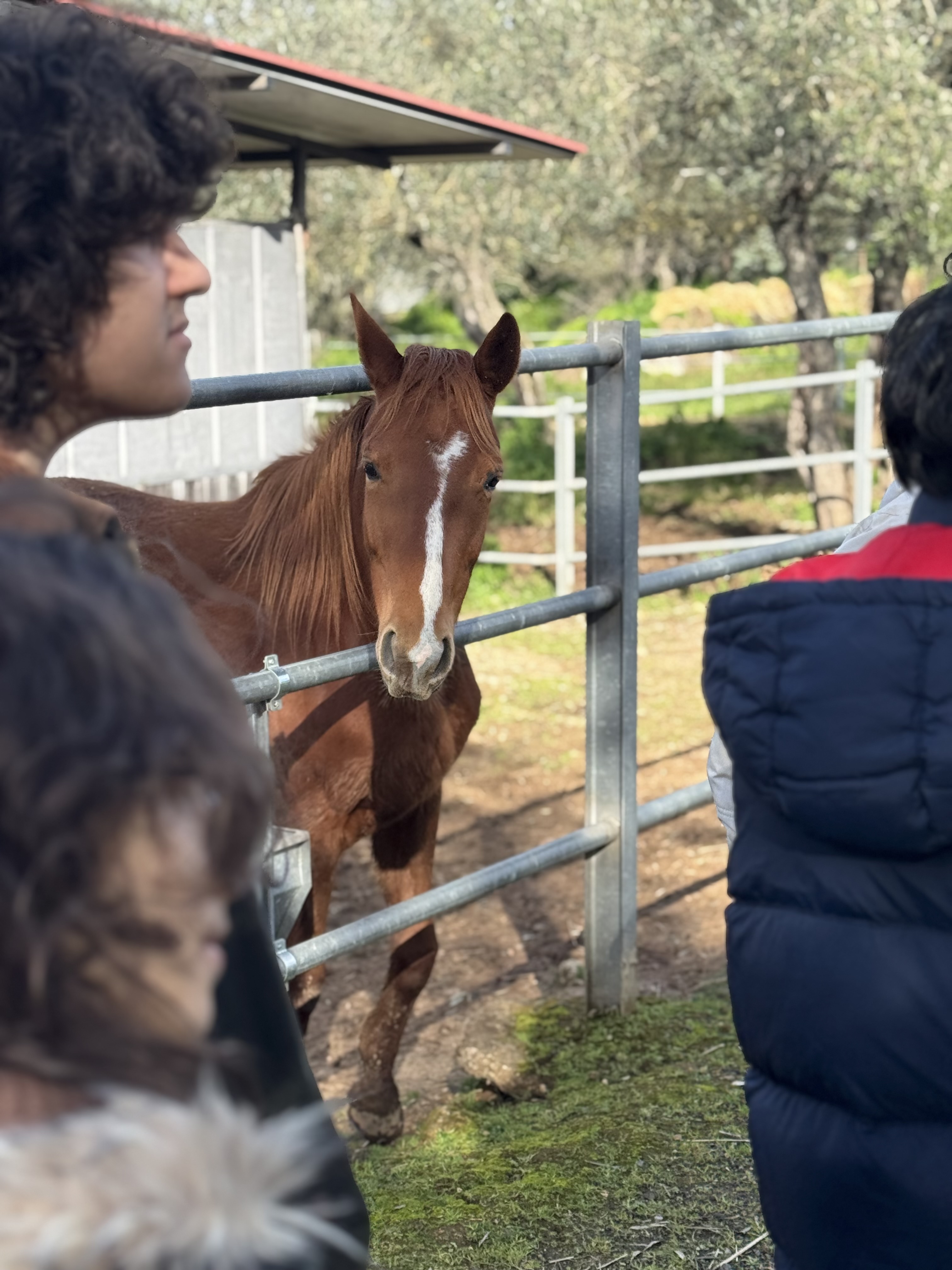 Visita didattica all’aperto: gruppo di studenti lungo il recinto osserva un cavallo, tra natura e pratica veterinaria