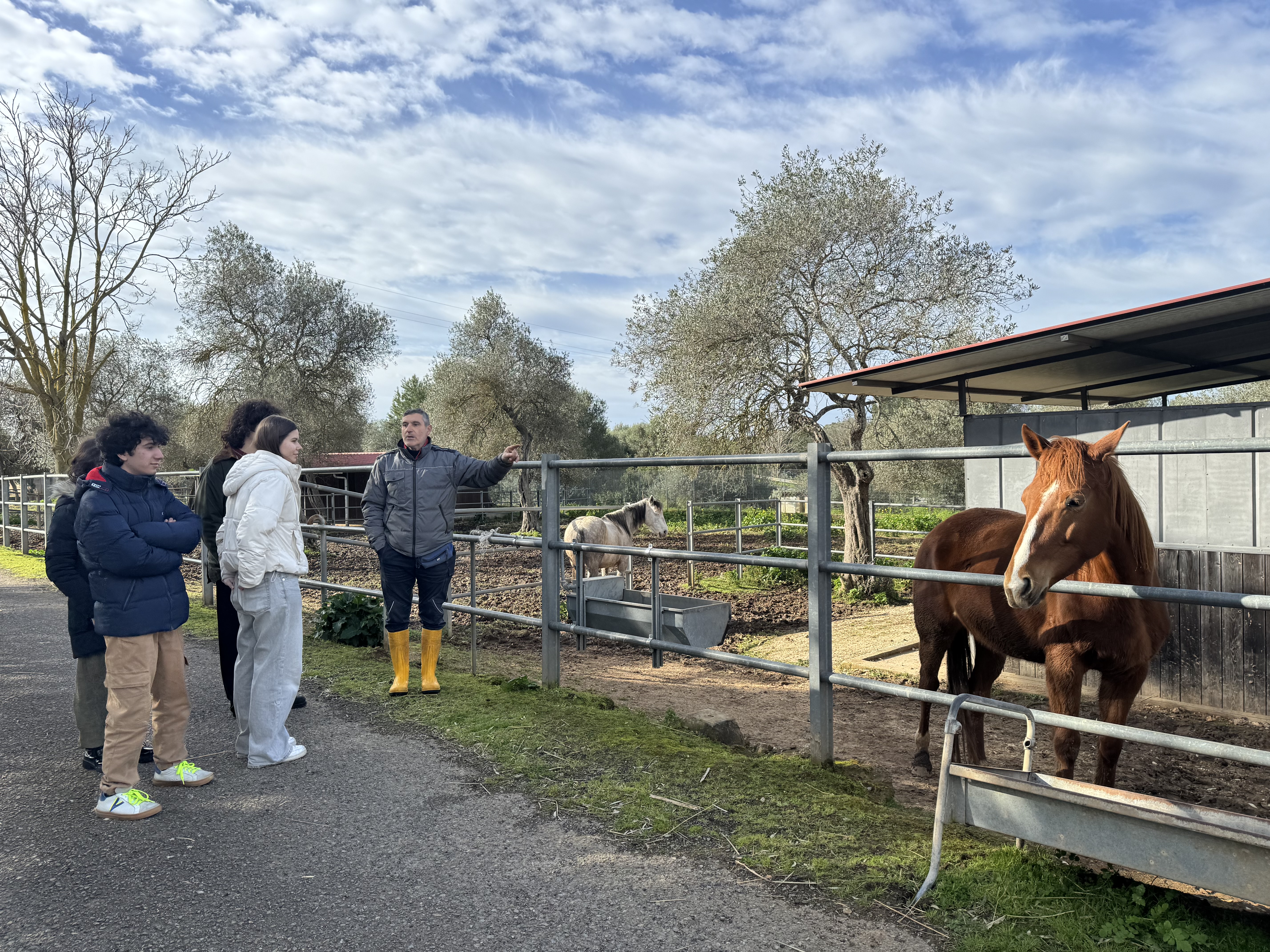Un gruppo di studenti osserva i cavalli presenti nei paddock degli animali del Dipartimento di Medicina Veterinaria di Sassari