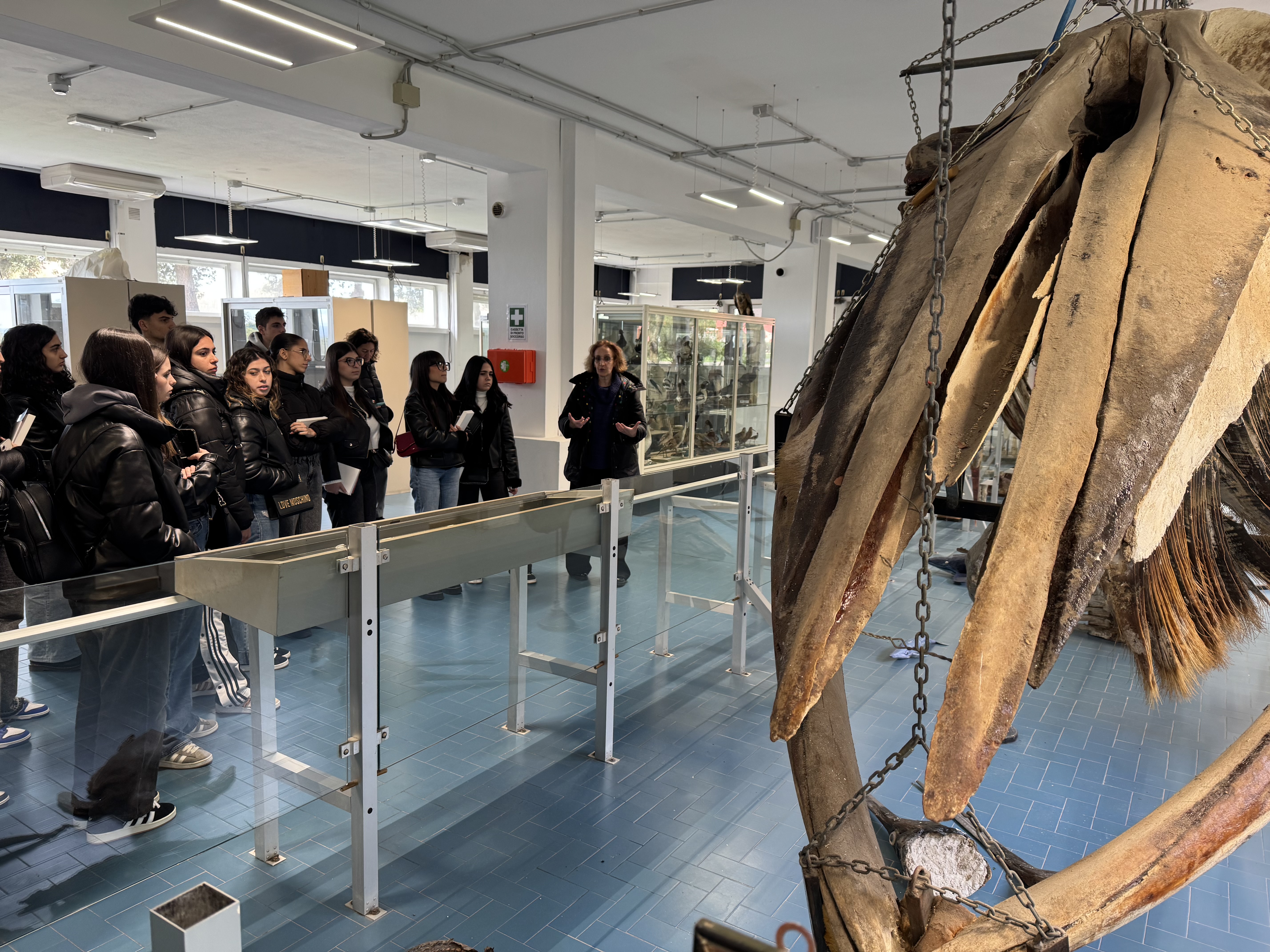 Visita guidata all'Aula Balena del Dipartimento di Medicina Veterinaria di Sassari con studenti e grande scheletro di cetaceo