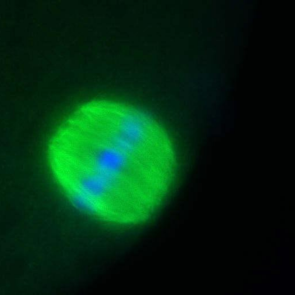 Linea di ricerca 2. Ovocita di pecora alla stsdio di Metafase II analizzato al micorscopio confocale (in blu vengono evidenziati i cromosomi; in verde le fibre del fuso meiotico)