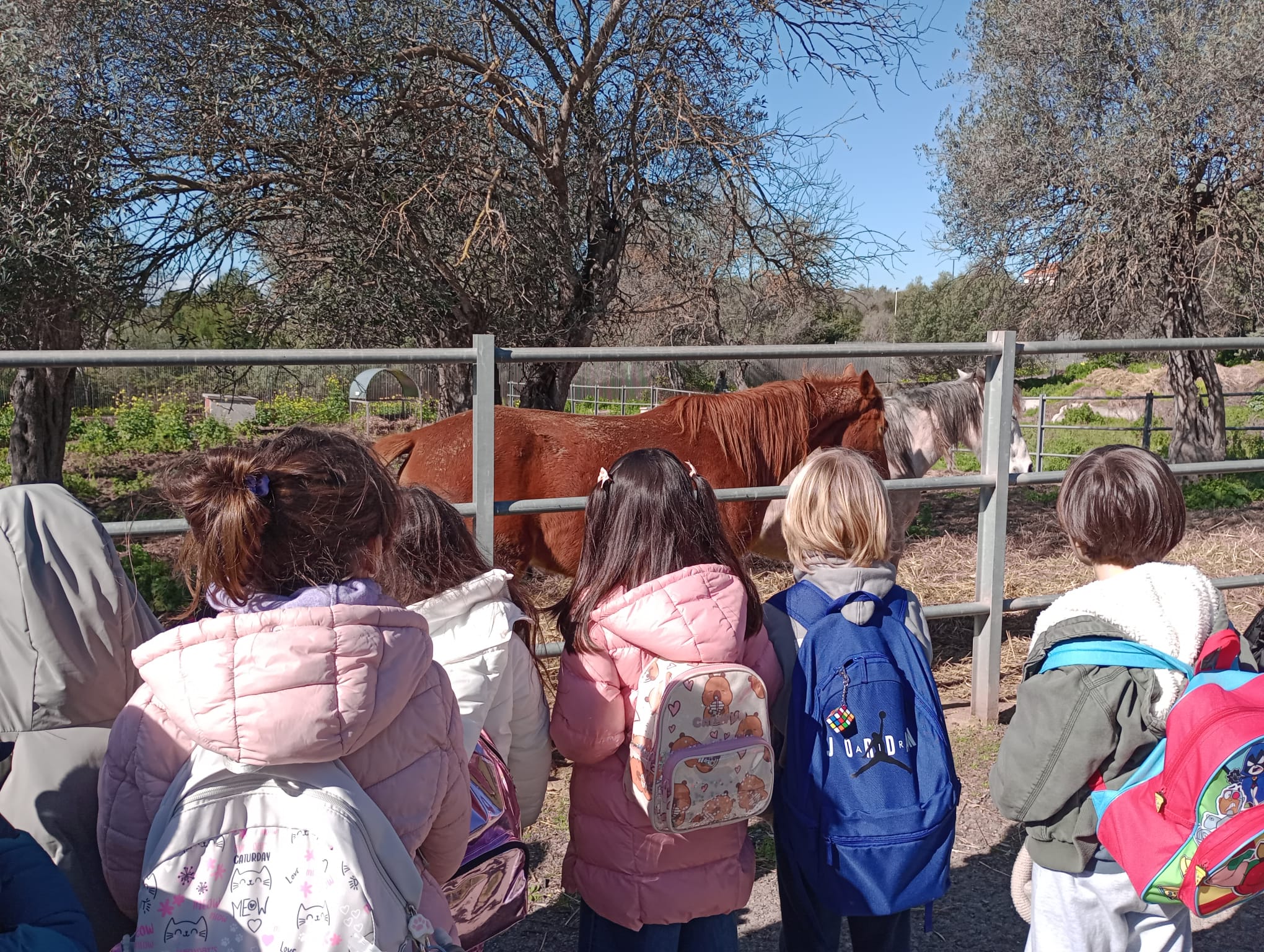 Bambini della scuola primaria davanti al recinto dei cavalli durante la visita educativa al Dipartimento di Medicina Veterinaria dell’Università di Sassari.