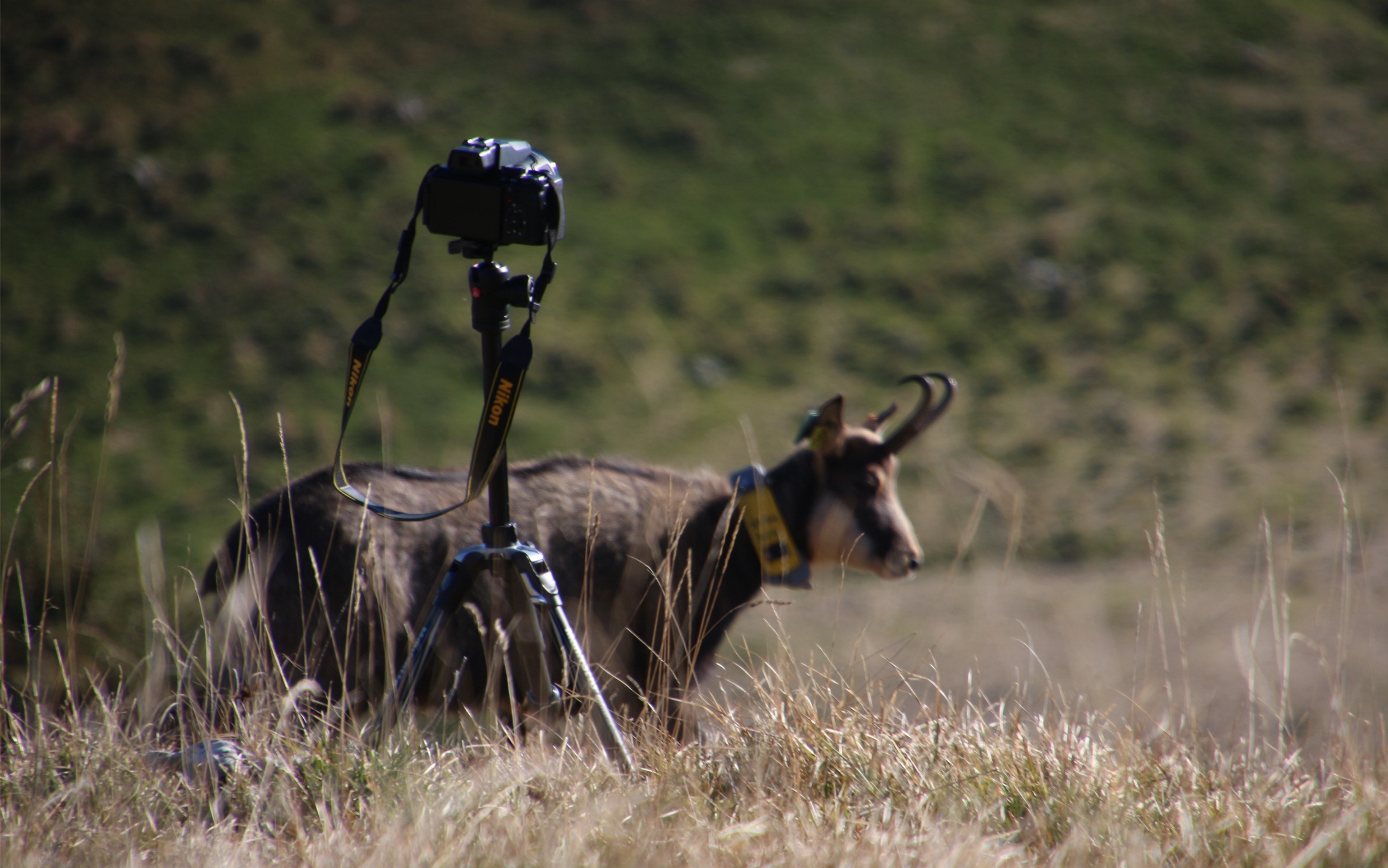 Camoscio con radiocollare osservato in area montana vicino a una fotocamera su treppiede, durante attività di rilevamento faunistico.