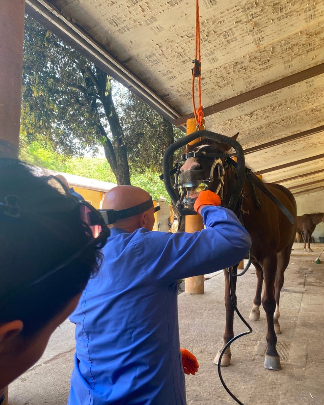 Veterinario al lavoro durante una procedura di odontoiatria equina su un cavallo, con gli studenti presenti per osservare la dimostrazione pratica