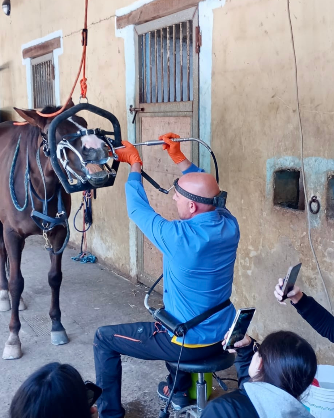 Veterinario esegue una procedura di odontoiatria equina su un cavallo, mentre gli studenti osservano l’attività pratica