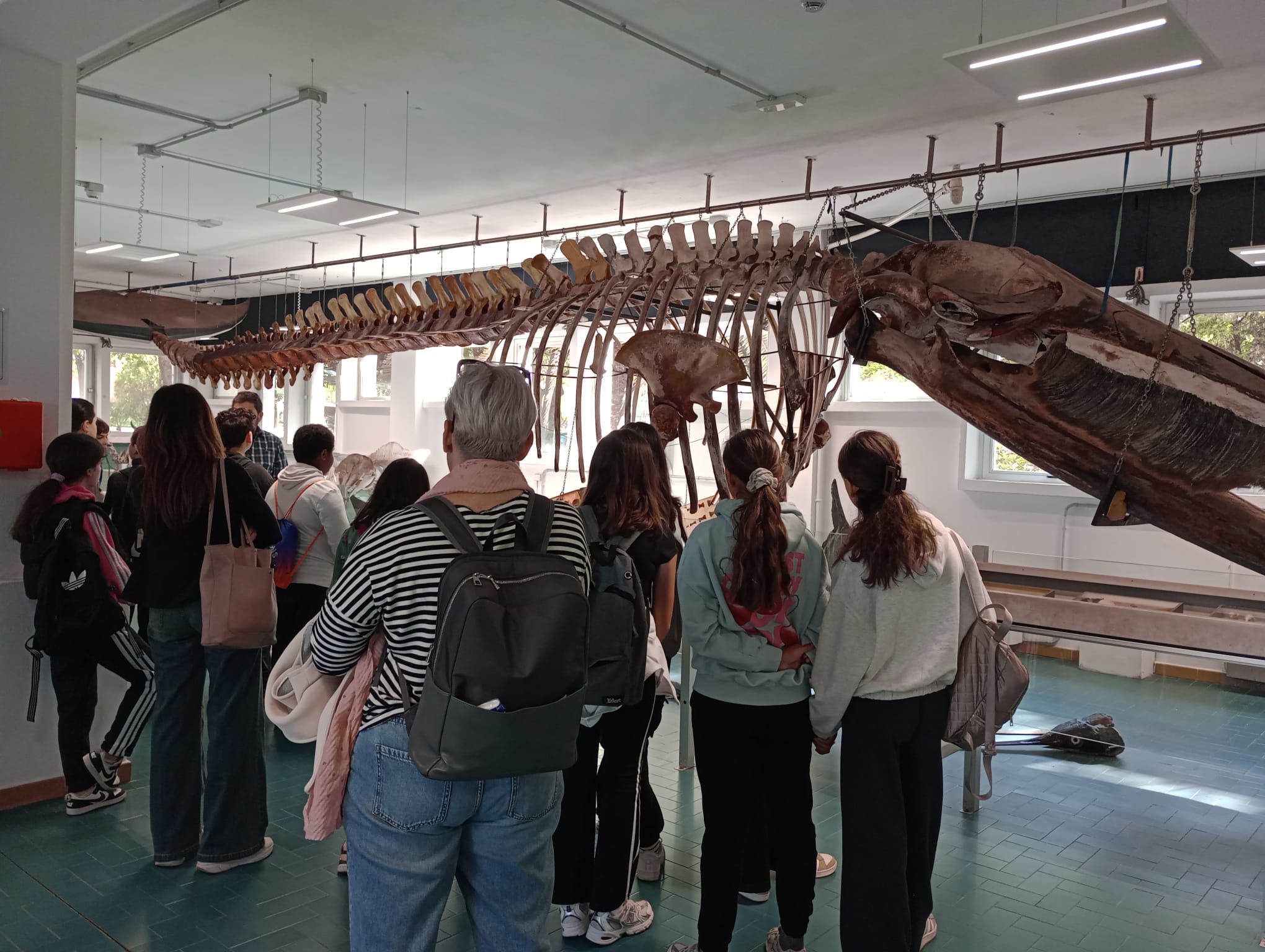 La classe in visita al Museo della Balena del Dipartimento di Medicina Veterinaria, davanti allo scheletro esposto di un grande cetaceo.