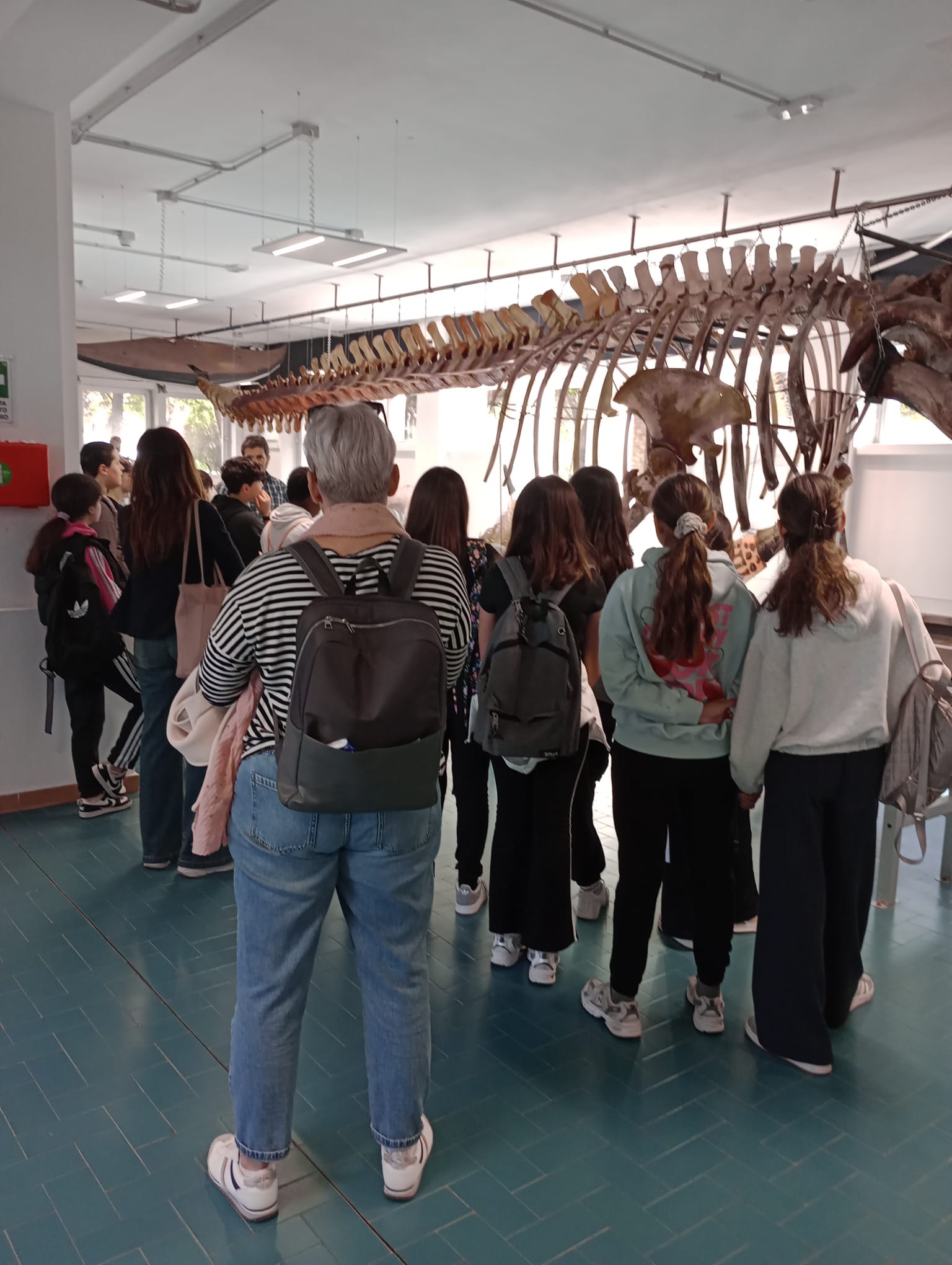 La classe in visita al Museo della Balena del Dipartimento di Medicina Veterinaria, davanti allo scheletro esposto di un grande cetaceo.