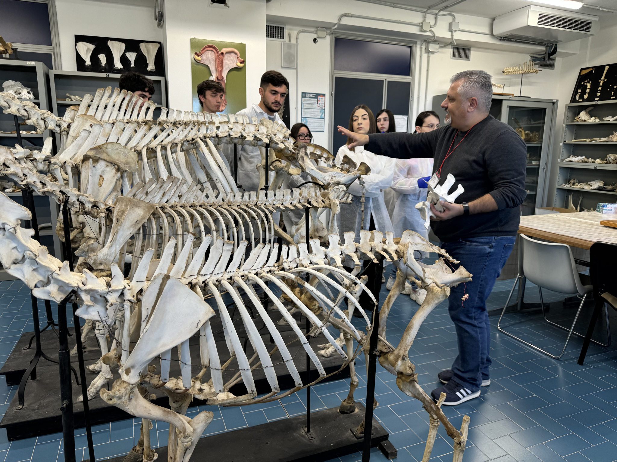 Un docente illustra agli studenti le caratteristiche anatomiche di alcuni scheletri animali nel laboratorio di anatomia veterinaria