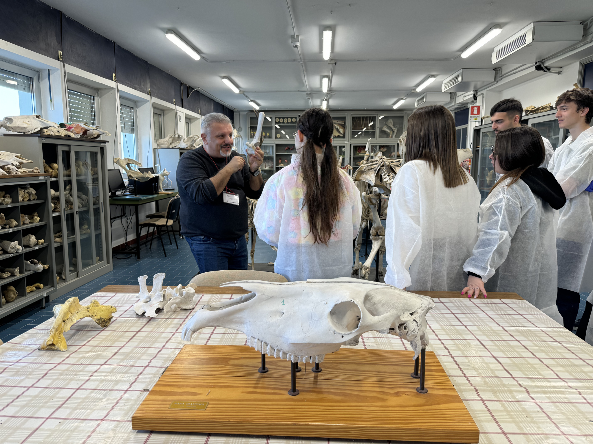 Un docente mostra un reperto osseo a un gruppo di studenti; in primo piano è visibile il cranio di un cavallo