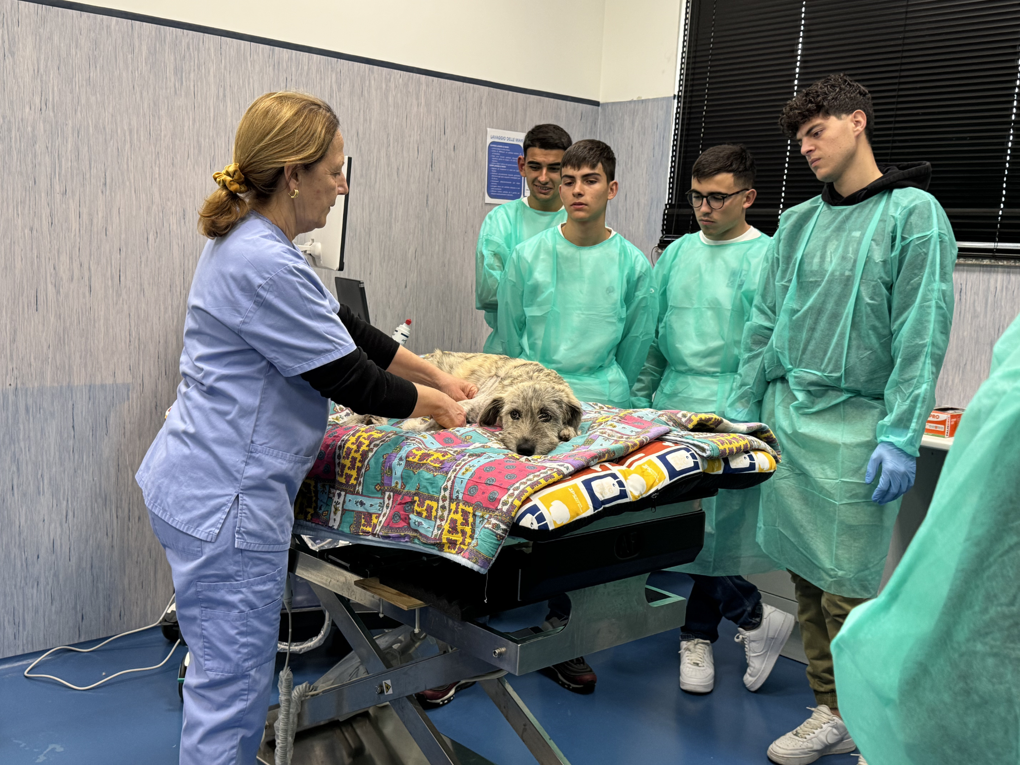 Una docente mostra a un gruppo di studenti come effettuare una visita clinica su un cane appoggiato sul tavolo da visita