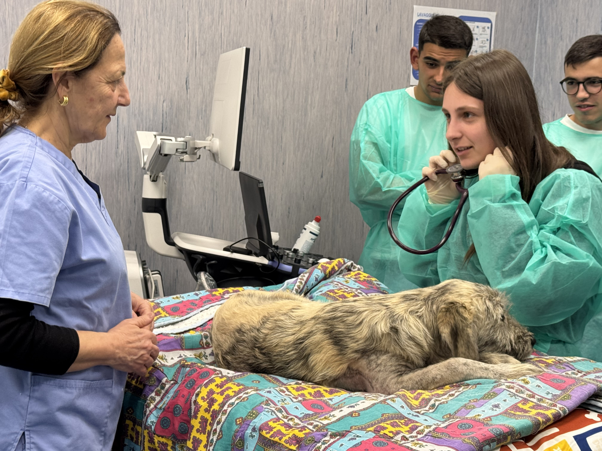 Una studentessa utilizza lo stetoscopio durante una visita clinica su un cane, sotto la supervisione della docente