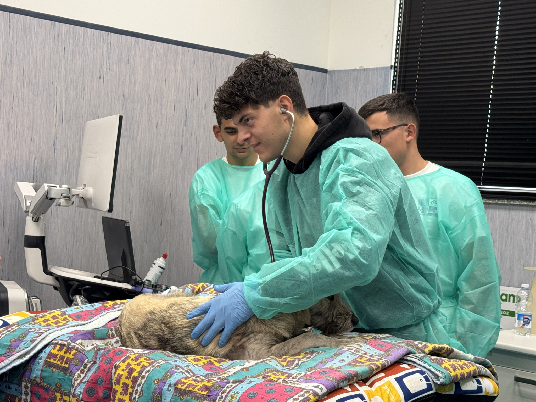 Uno studente esegue l’auscultazione di un cane con lo stetoscopio durante un’esercitazione di clinica veterinaria