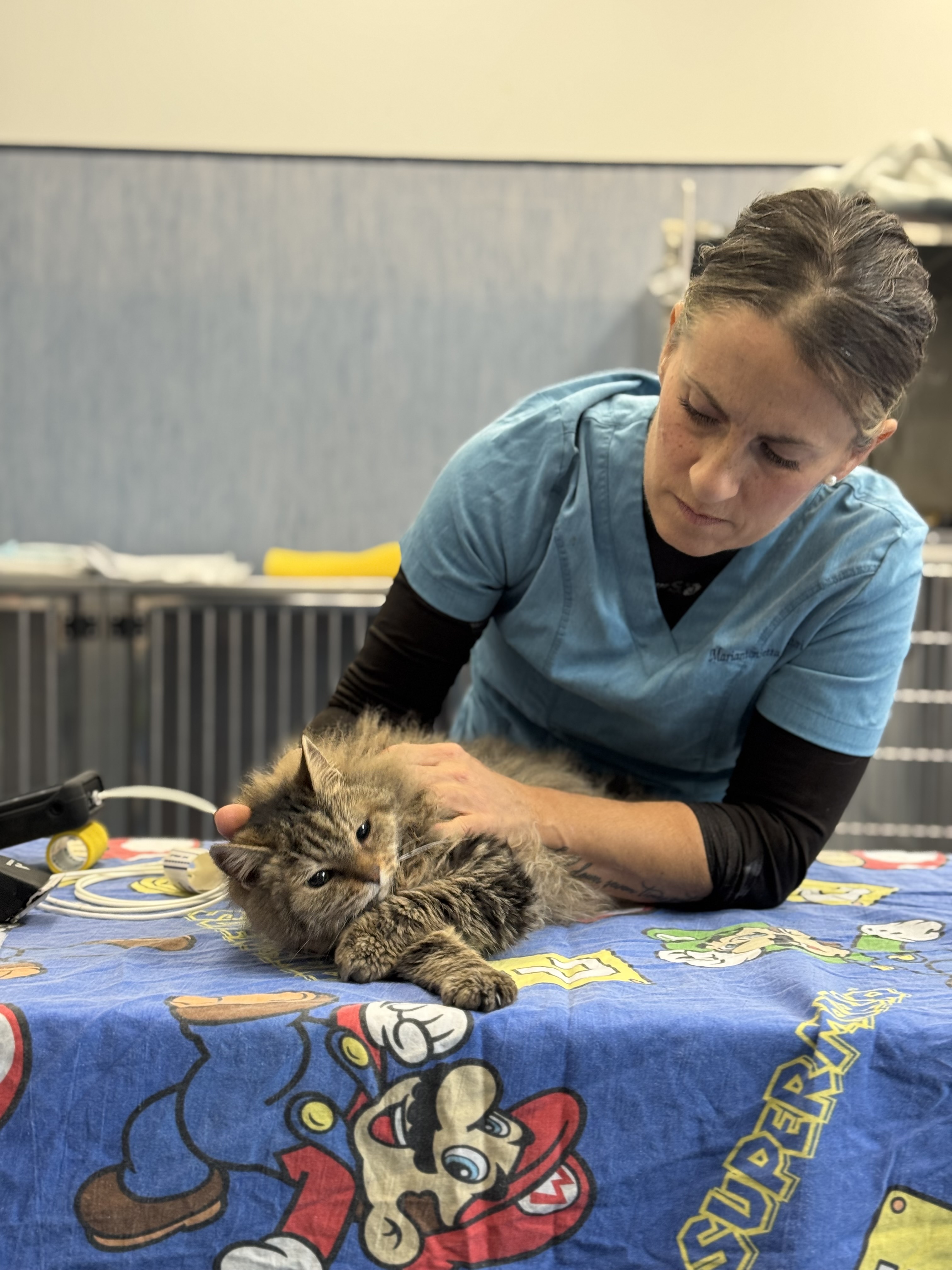 Un’operatrice sostiene un gatto tigrato sul tavolo da visita dell’Ospedale Didattico Veterinario dell’Università di Sassari.
