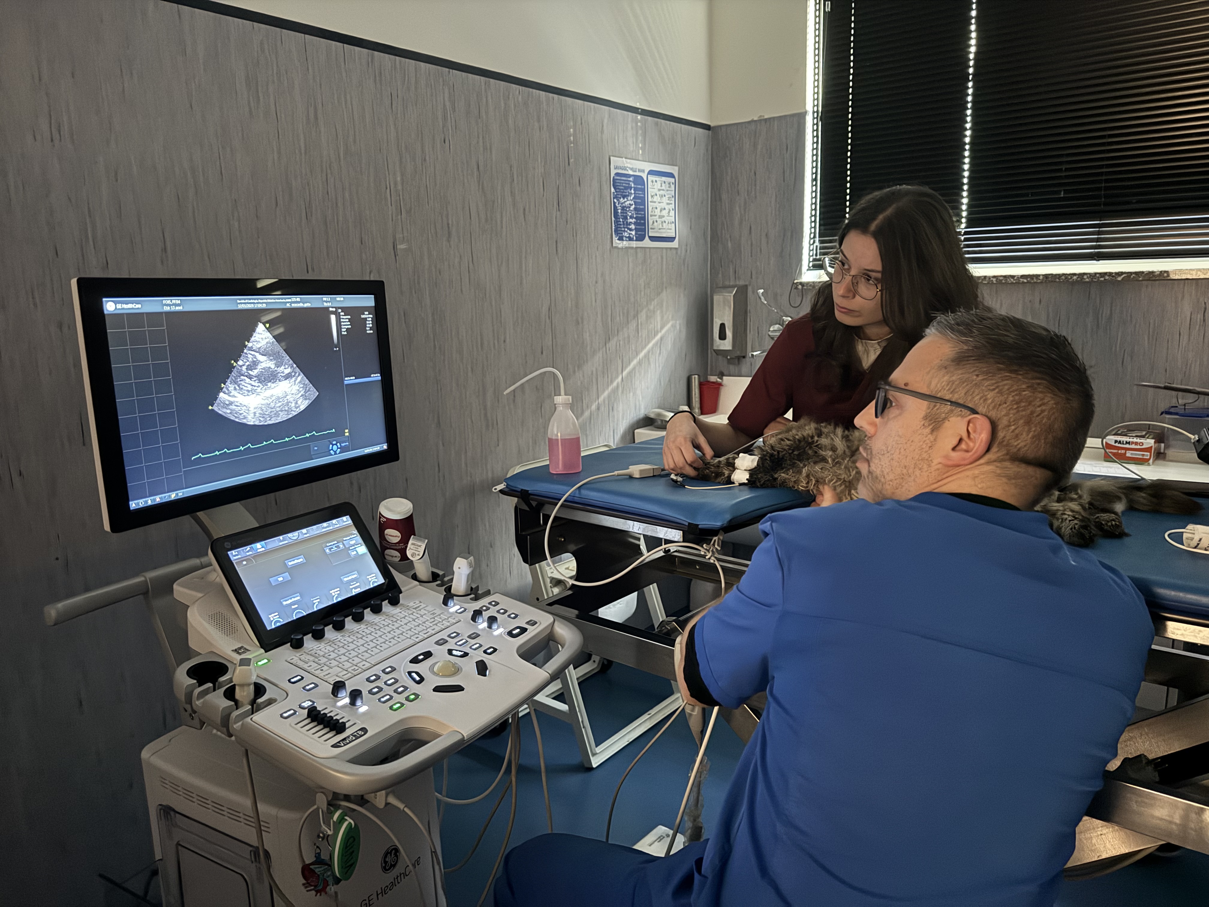 Esame ecografico su un gatto all’Ospedale Didattico Veterinario di Sassari, con immagini e tracciato cardiaco visibili sul monitor.