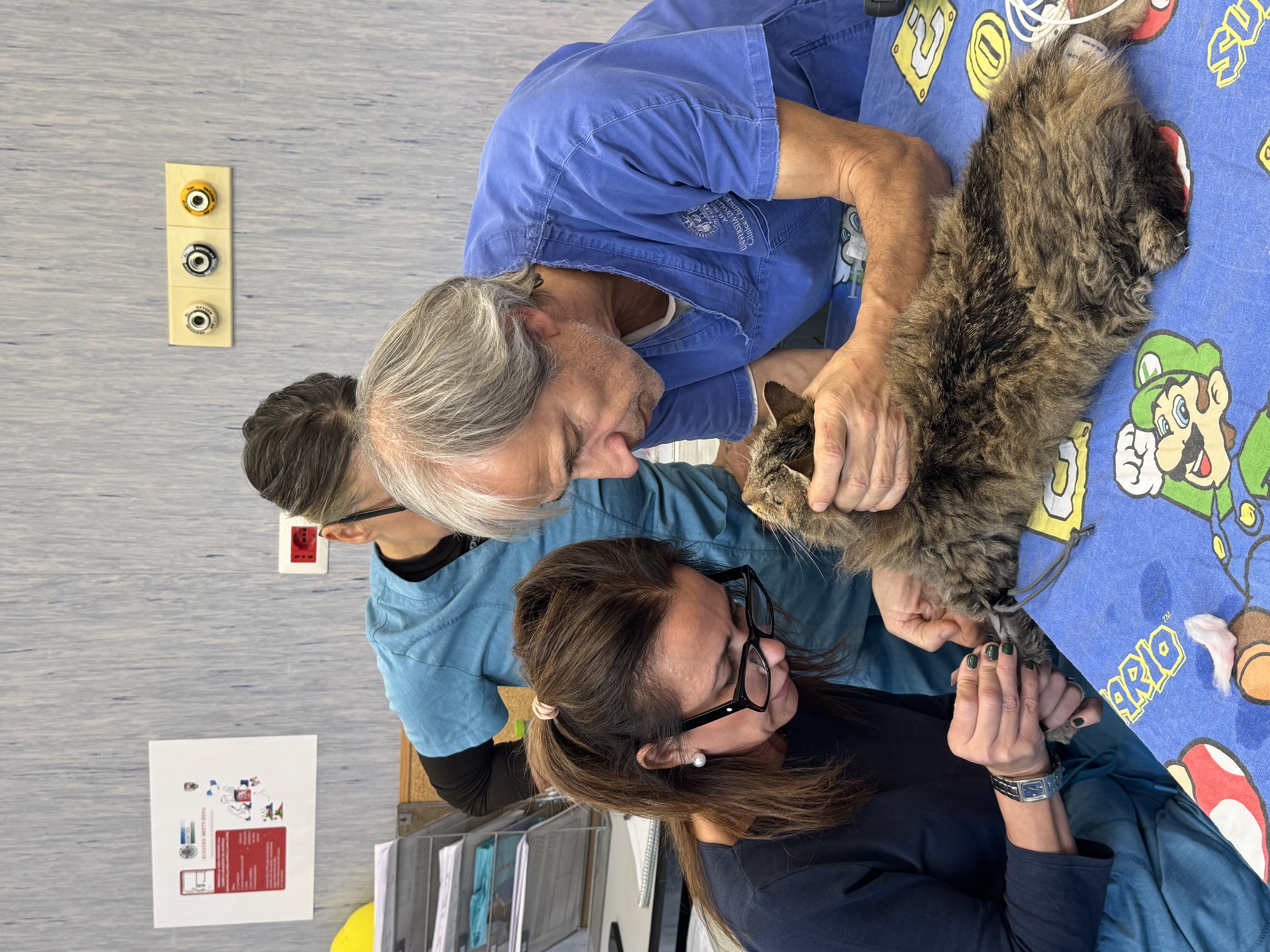 Un veterinario sostiene un gatto mentre una collega lavora sull’accesso venoso all’Ospedale Didattico Veterinario di Sassari