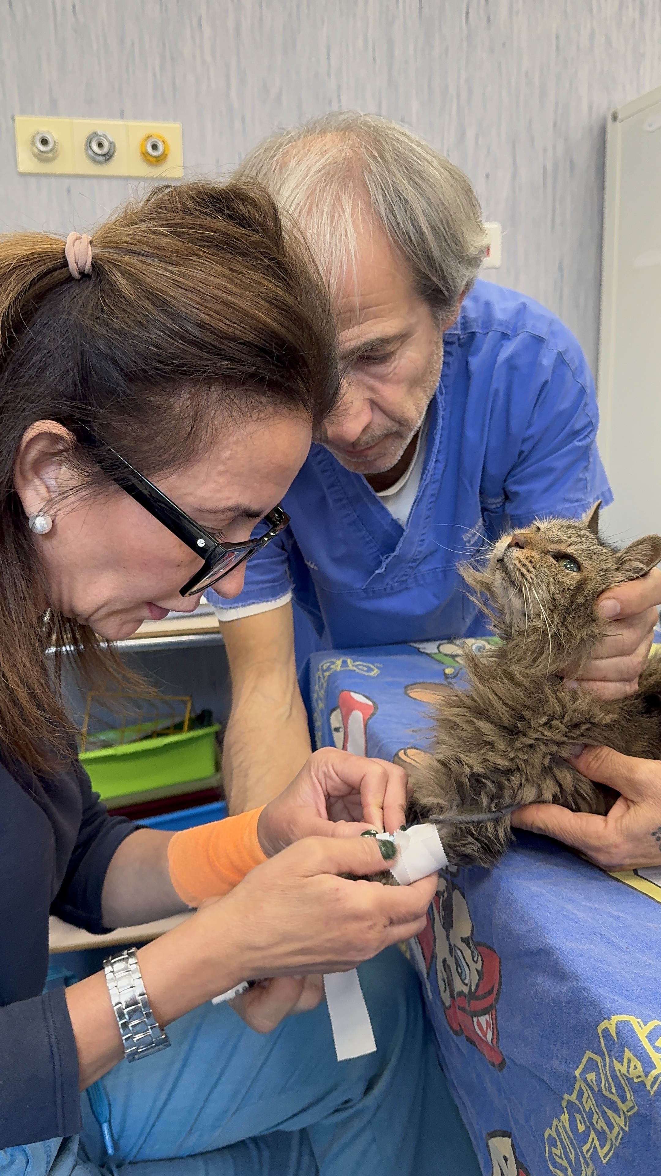Fissaggio con cerotto di un catetere sulla zampa anteriore di un gatto all’Ospedale Didattico Veterinario di Sassari.
