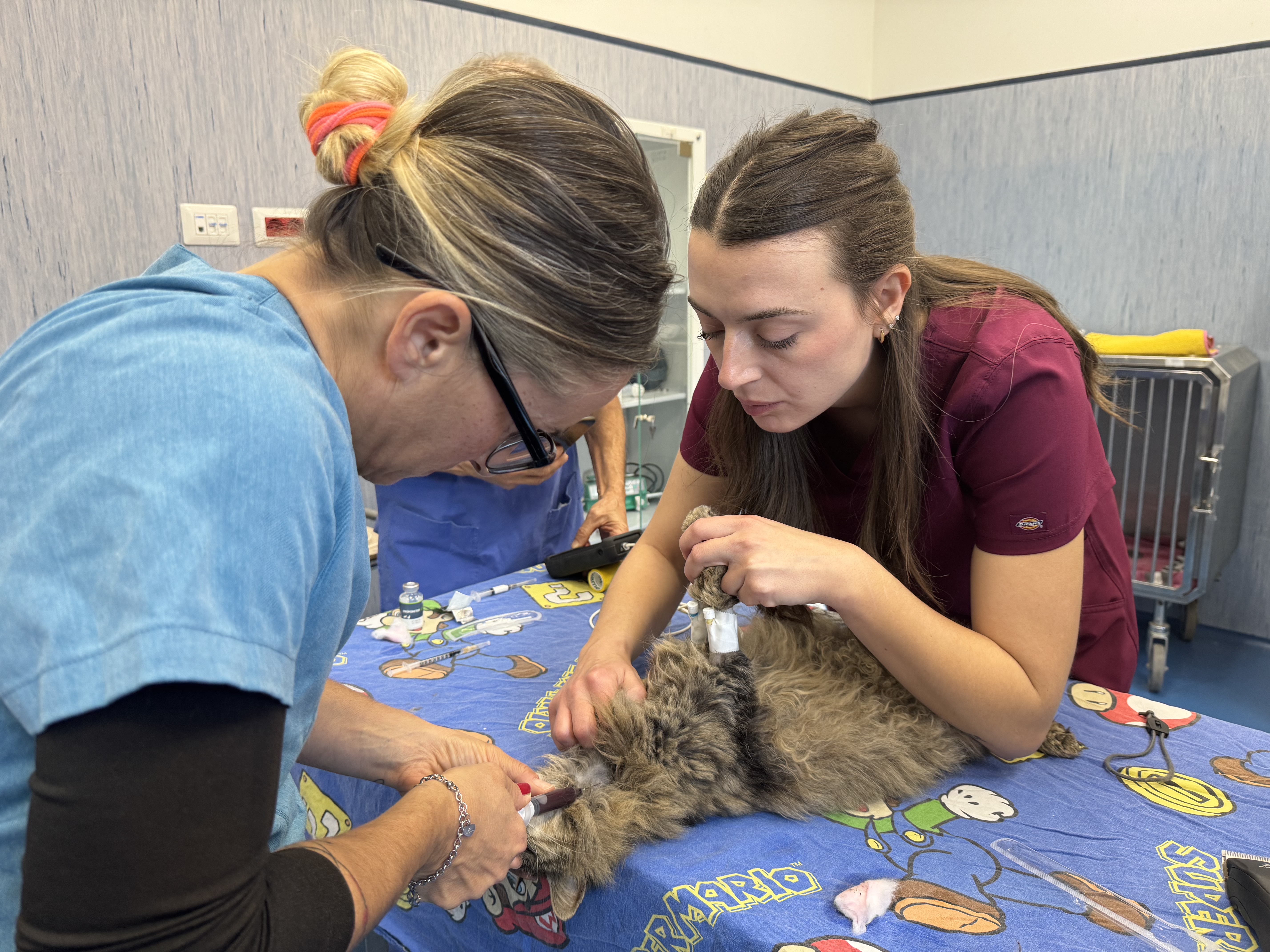 Prelievo di sangue da un gatto tigrato assistito da due operatrici all’Ospedale Didattico Veterinario di Sassari.