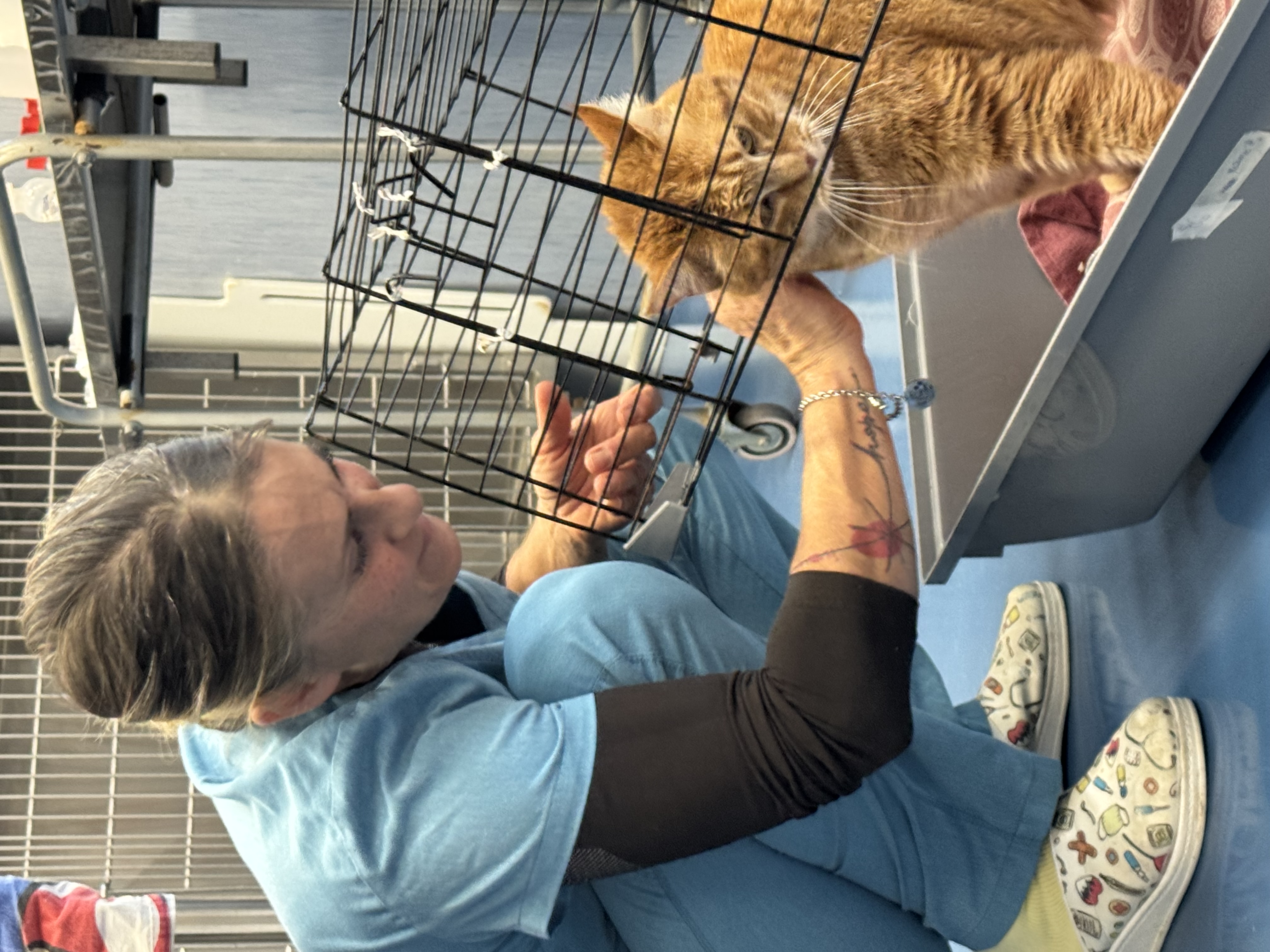 Un’operatrice accarezza un gatto rosso nel trasportino aperto all’Ospedale Didattico Veterinario di Sassari.