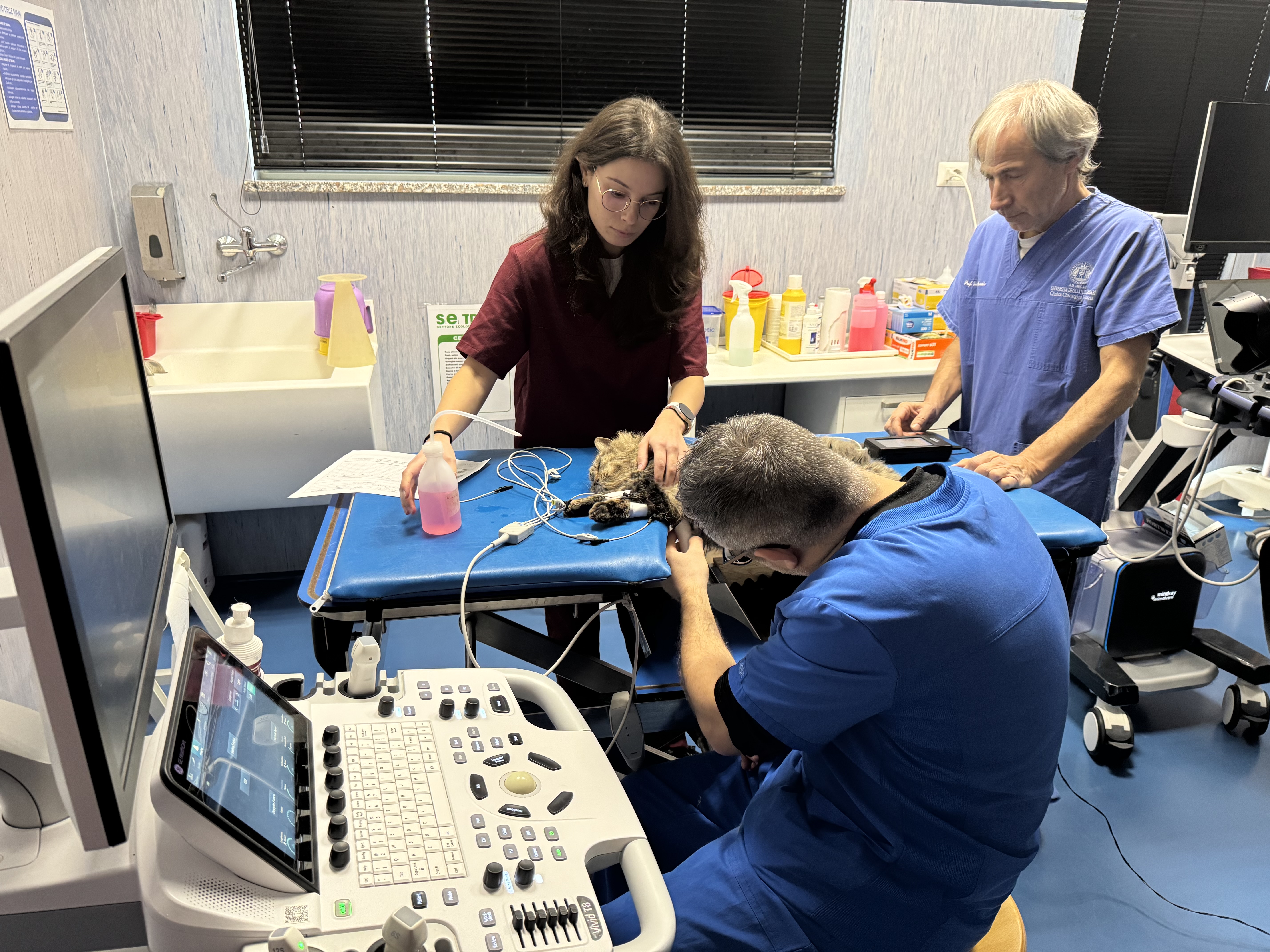 Un veterinario posiziona la sonda ecografica su un gatto, assistito da due colleghi, all’Ospedale Didattico Veterinario di Sassari.
