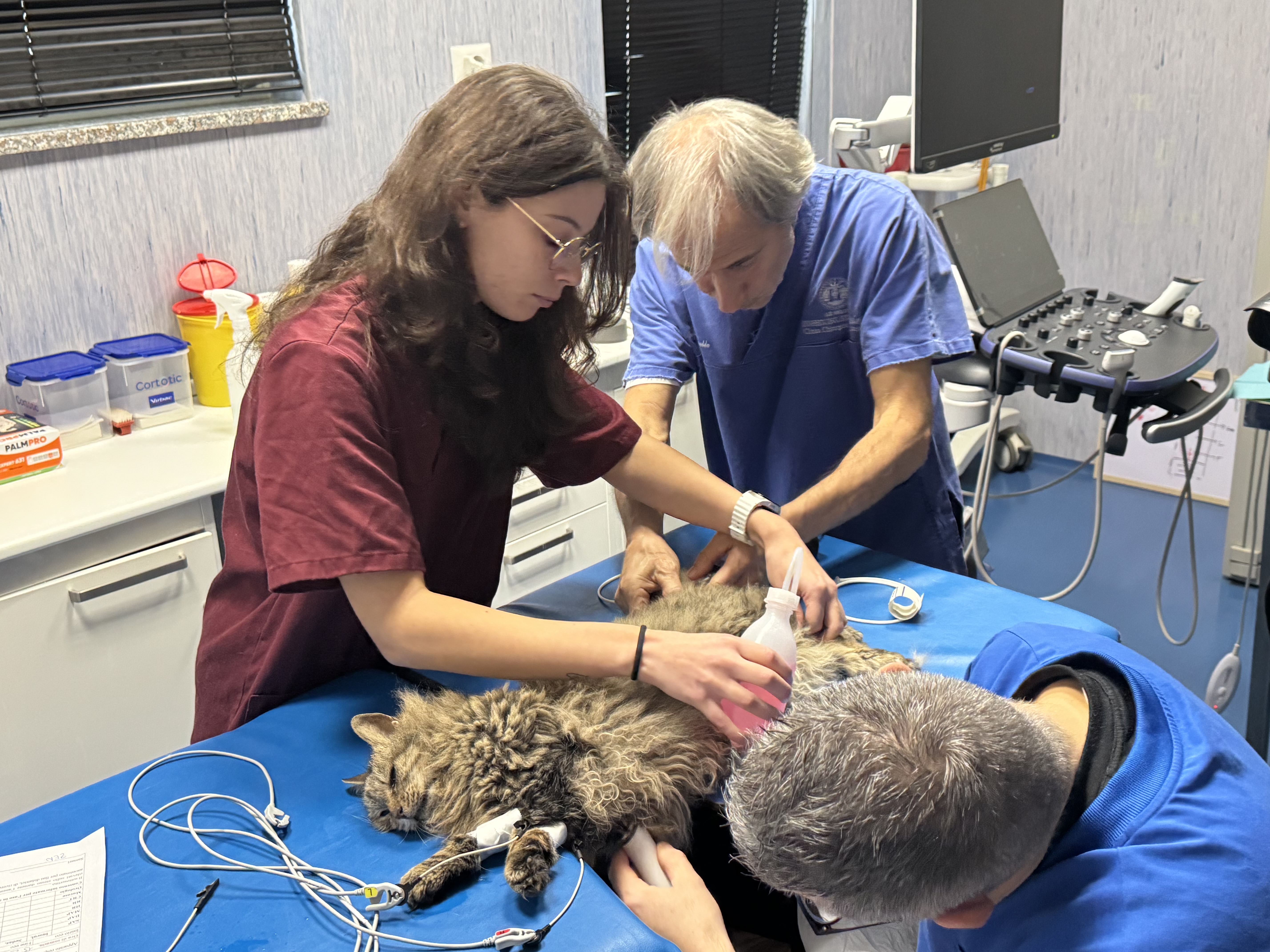 Preparazione del torace di un gatto durante un esame ecografico all’Ospedale Didattico Veterinario di Sassari.