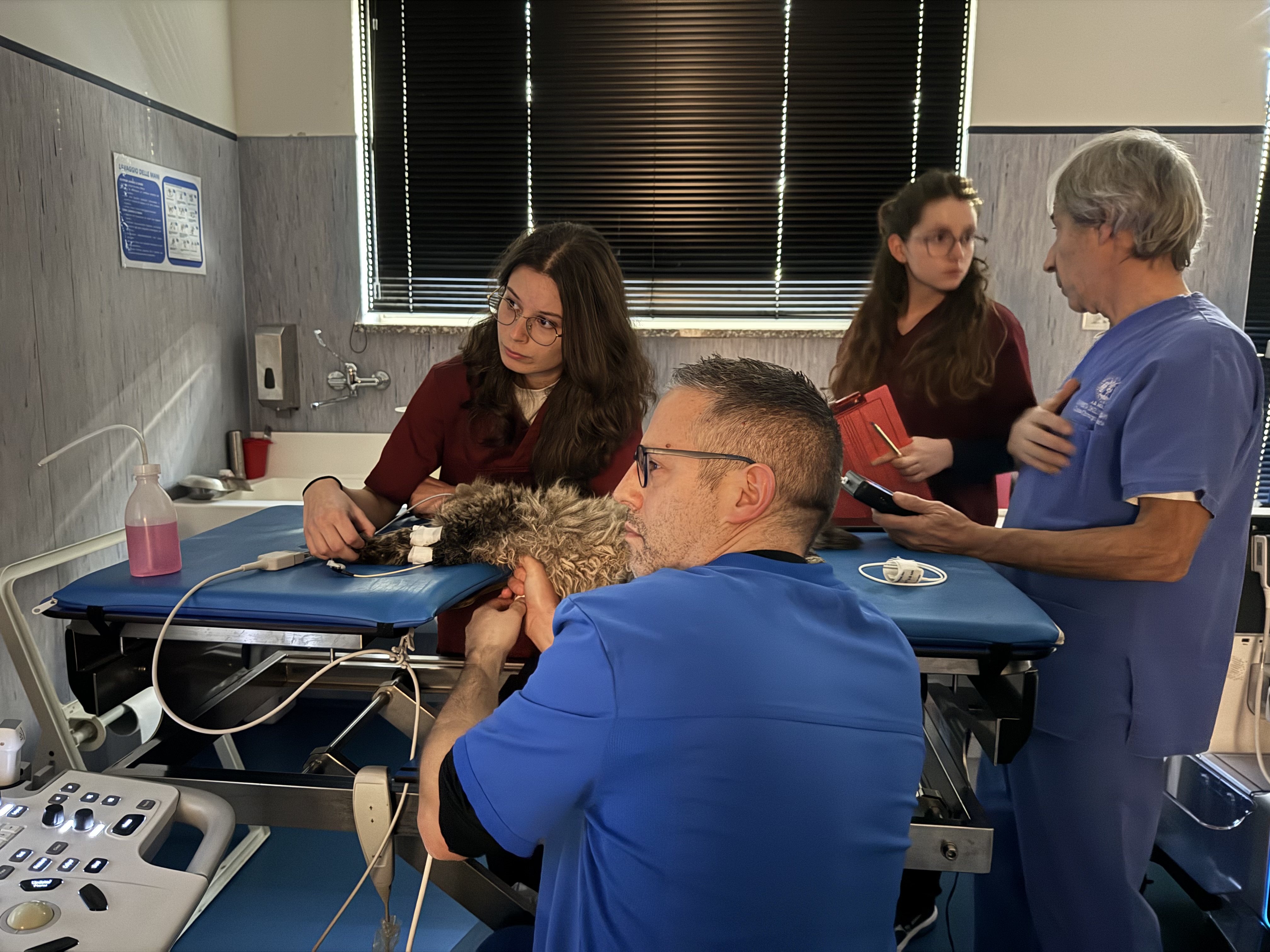 Quattro operatori attorno a un gatto sul lettino durante un esame ecografico all’Ospedale Didattico Veterinario di Sassari