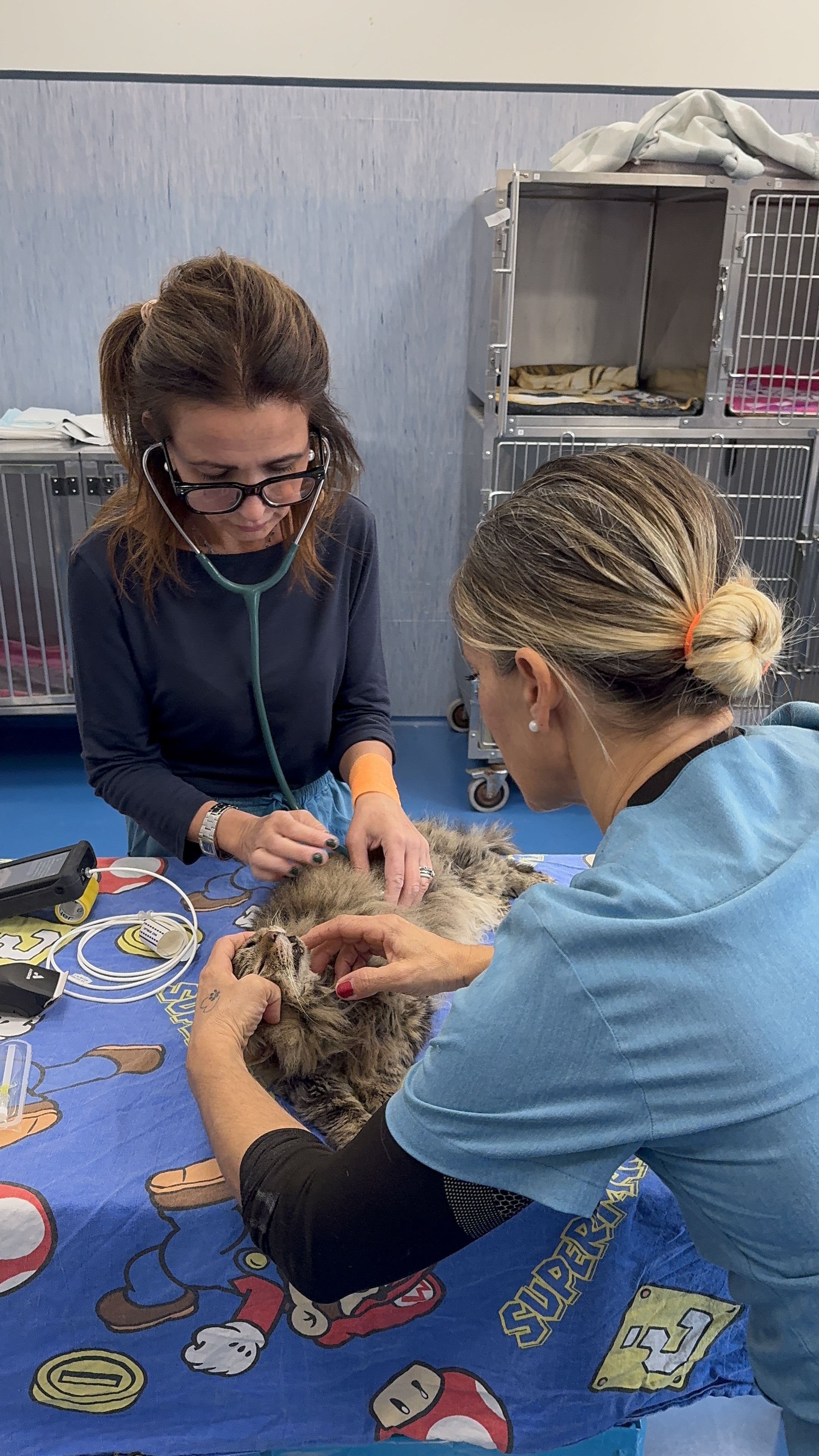Una veterinaria ausculta un gatto con lo stetoscopio, assistita da un’operatrice, all’Ospedale Didattico Veterinario di Sassari.