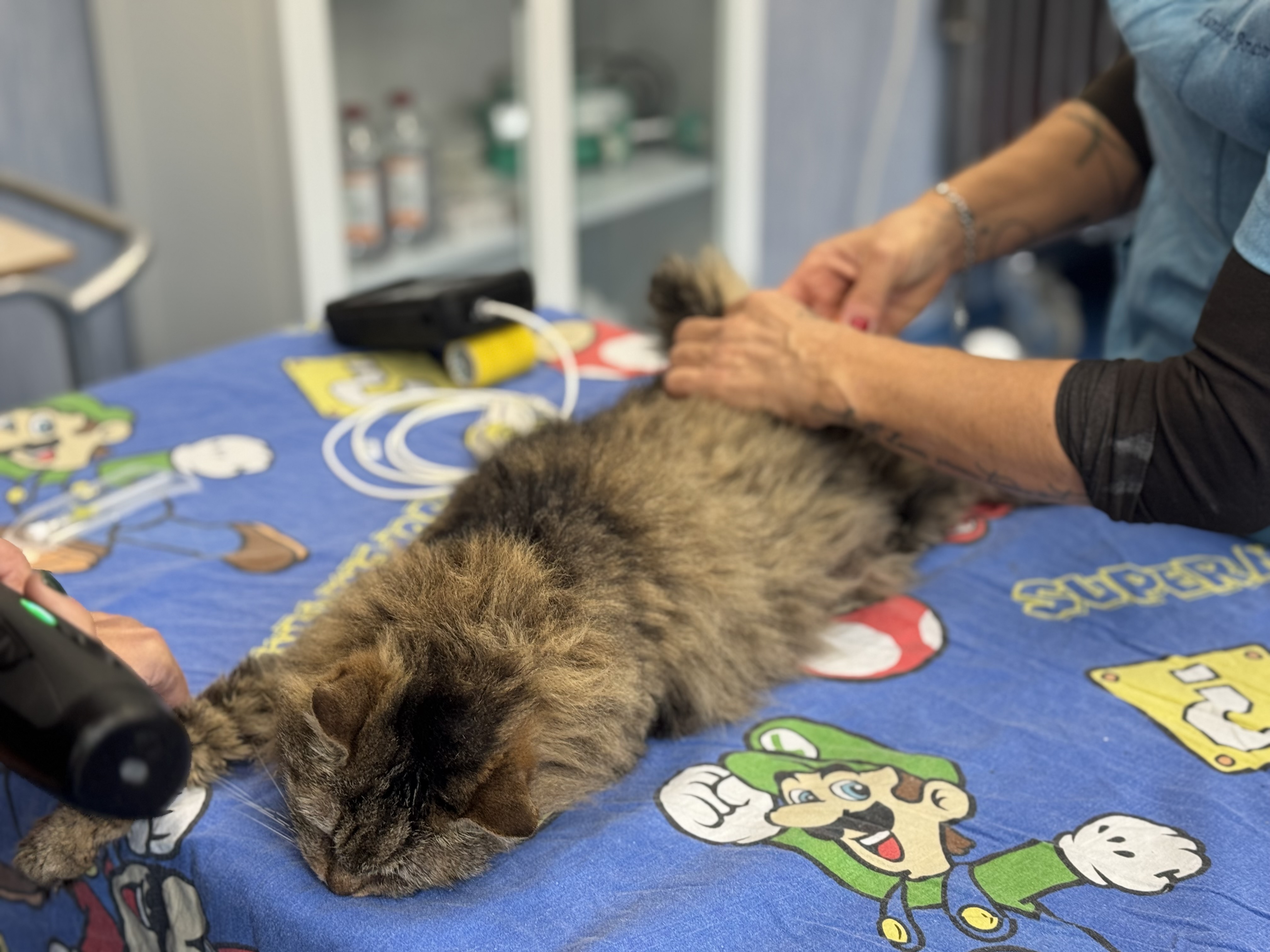 Rasatura della zampa anteriore di un gatto in preparazione a una procedura clinica all’Ospedale Didattico Veterinario di Sassari.