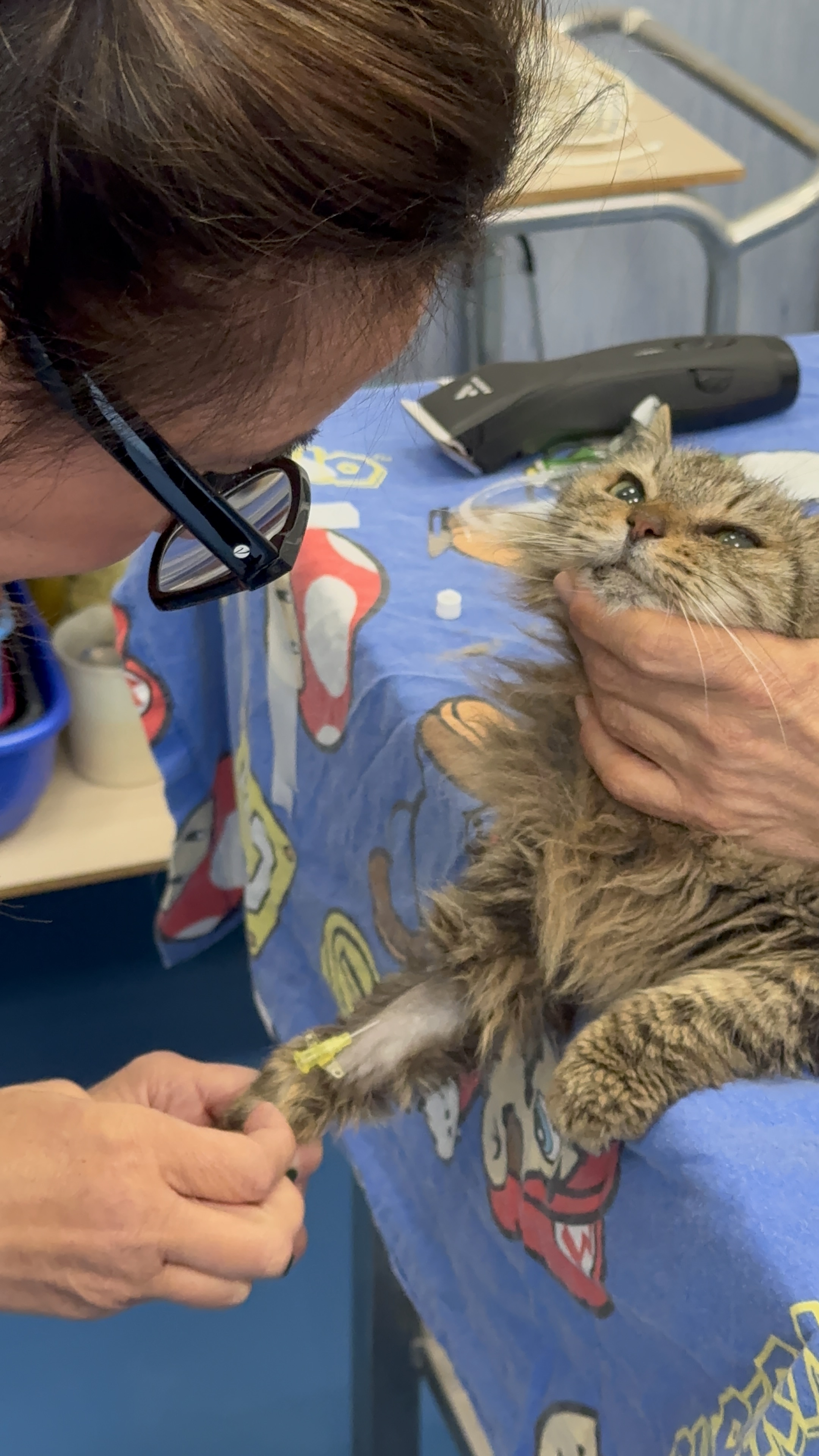 Primo piano di un gatto con un catetere venoso sulla zampa anteriore all’Ospedale Didattico Veterinario di Sassari.