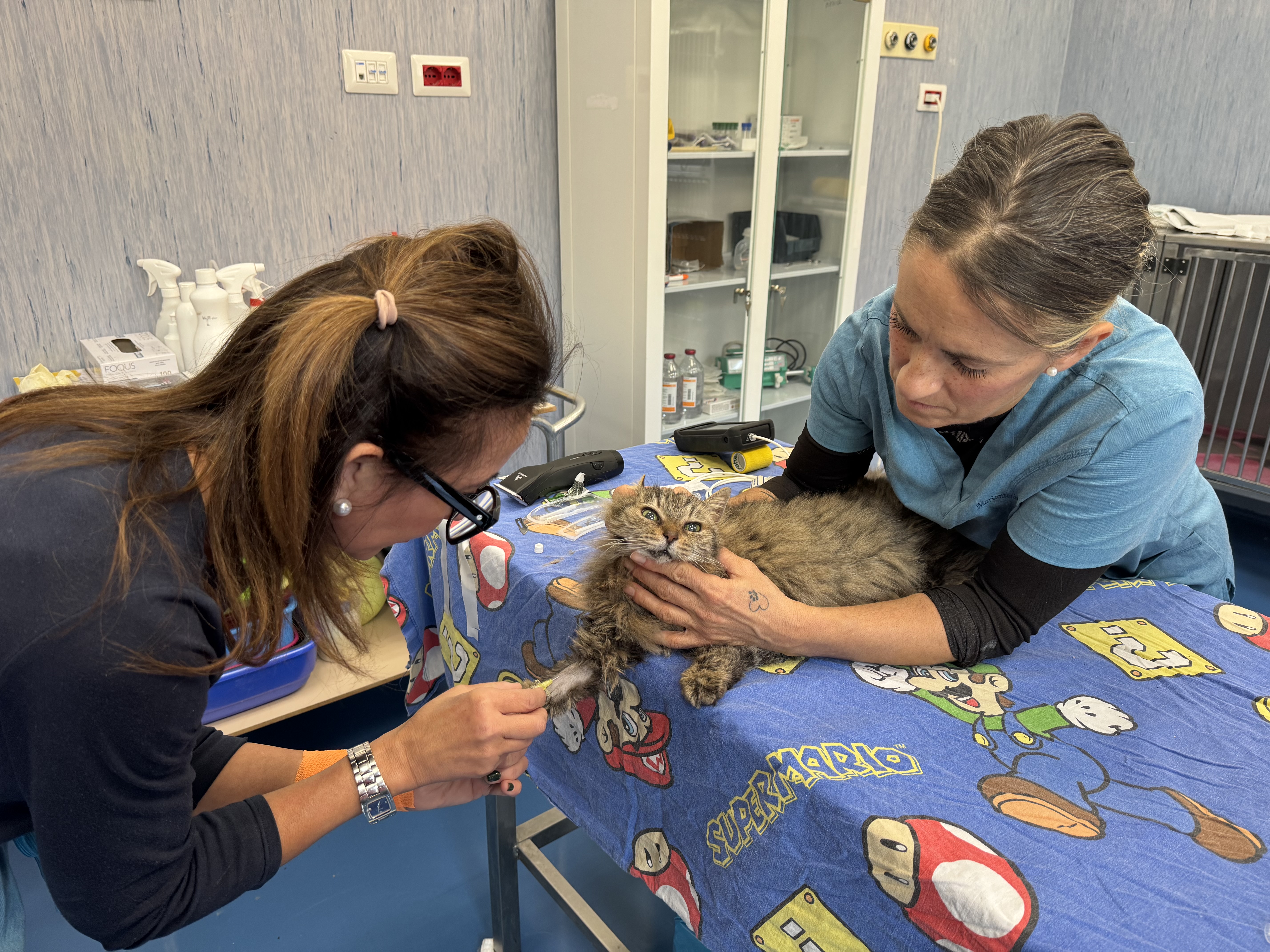 Due operatrici assistono un gatto durante una procedura sulla zampa anteriore all’Ospedale Didattico Veterinario di Sassari.