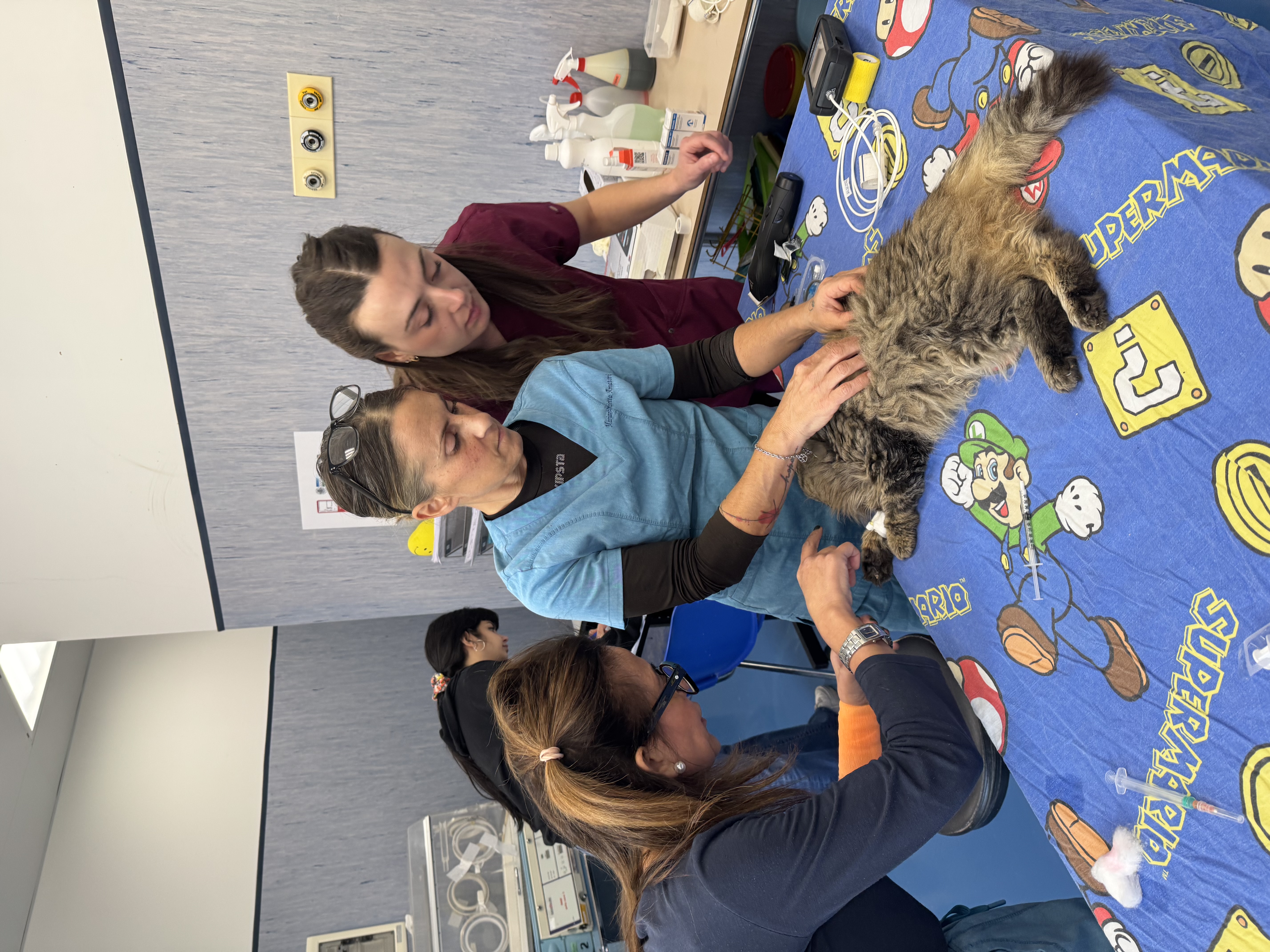 Tre operatrici assistono un gatto disteso sul fianco sul tavolo da visita dell’Ospedale Didattico Veterinario di Sassari.