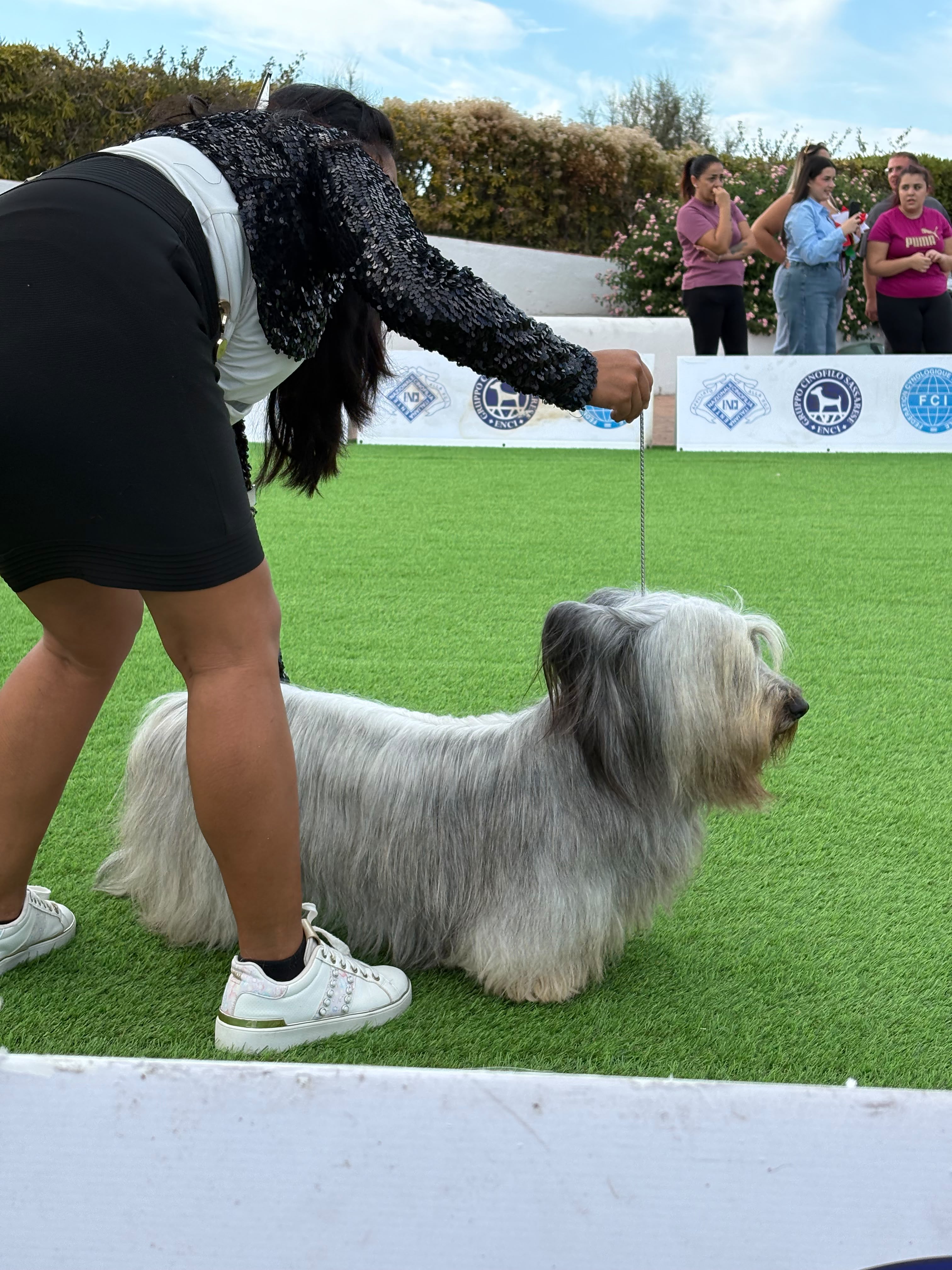 Una conduttrice presenta nel ring un cane dal lungo mantello grigio e bianco, mentre il pubblico osserva da dietro le transenne.