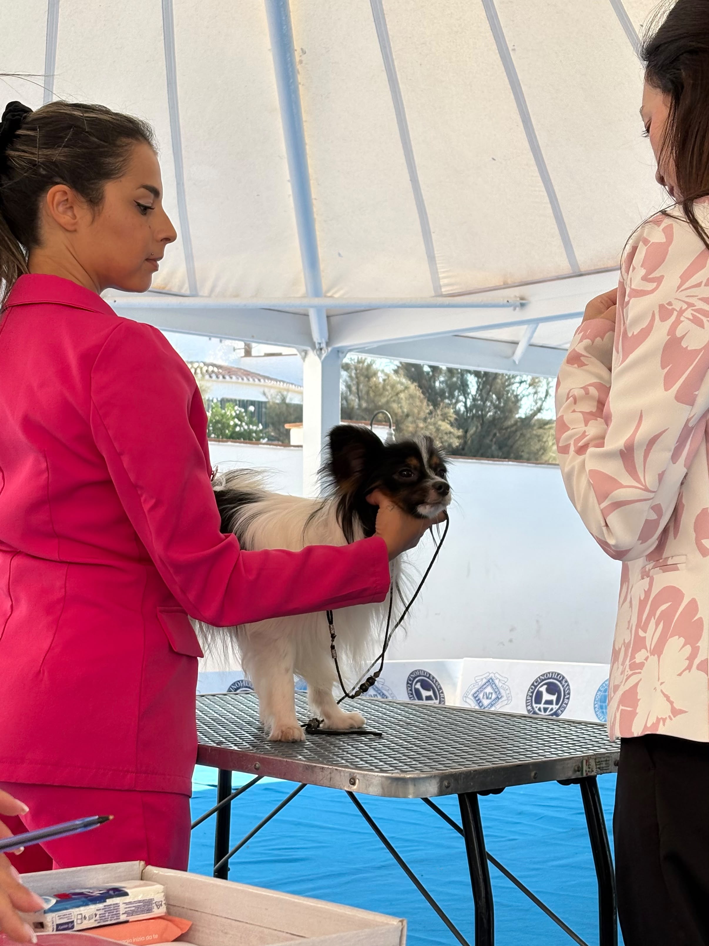 Una conduttrice con un completo fucsia sostiene la testa di un piccolo cane bianco e nero sul tavolo di valutazione, davanti alla giudice.
