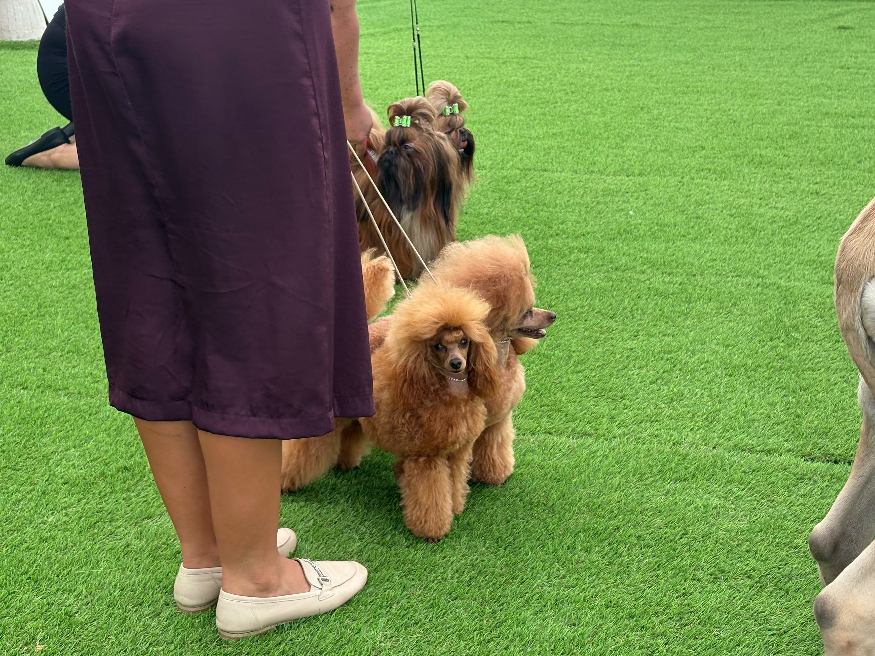 Due barboncini dal mantello fulvo in primo piano e due cani a pelo lungo con fiocchi verdi attendono al guinzaglio nel ring.