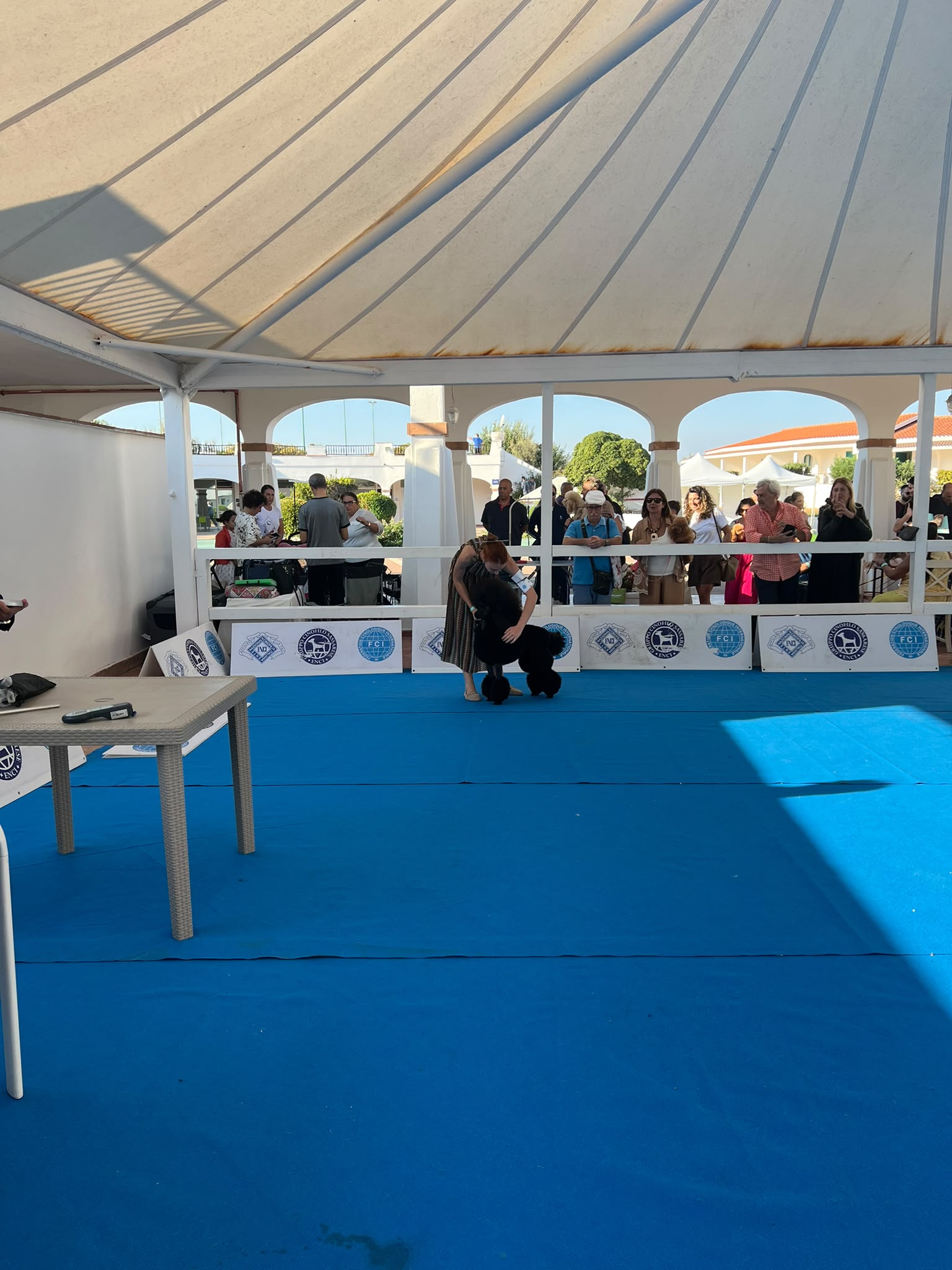 Una conduttrice sistema la posizione di un barbone nero nel ring con pavimento blu, davanti al pubblico dell’Expo internazionale canina.