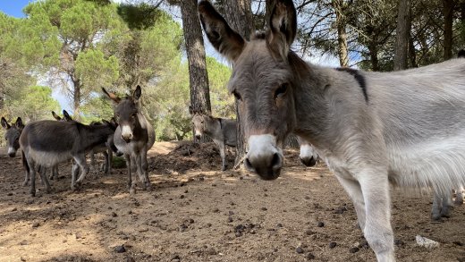 Asino del parco Mui Muscas di Ortueri
