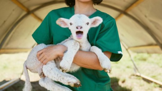 Giornata nazionale della prevenzione veterinaria