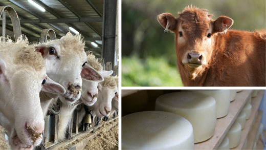 scuola di specializzazione