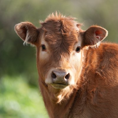 Dipartimento di Medicina Veterinaria Sassari