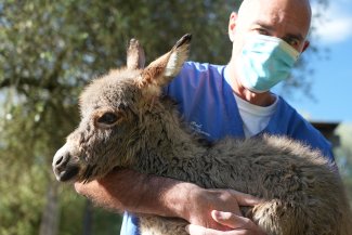 Offerta formativa del Dipartimento di Medicina Veterinaria di Sassari